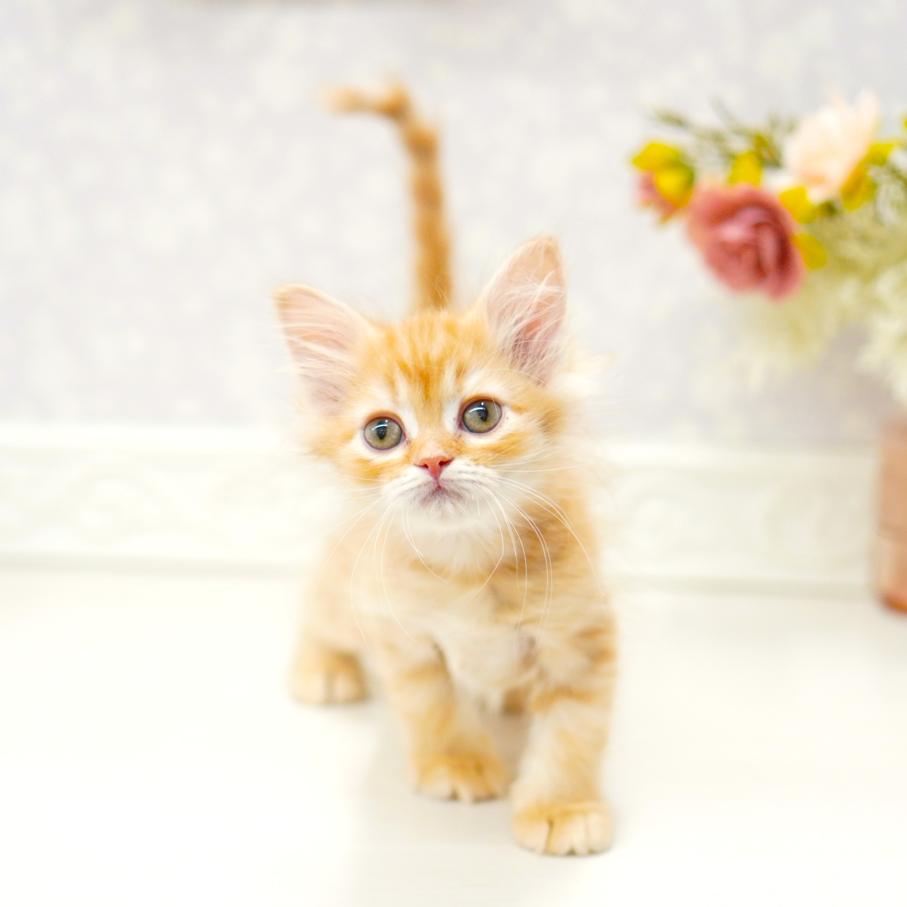 富山県のミヌエット (犬の家＆猫の里アミーゴ山室店/2025年7月28日生まれ/男の子/レッドタビー)の子猫の4枚目の画像