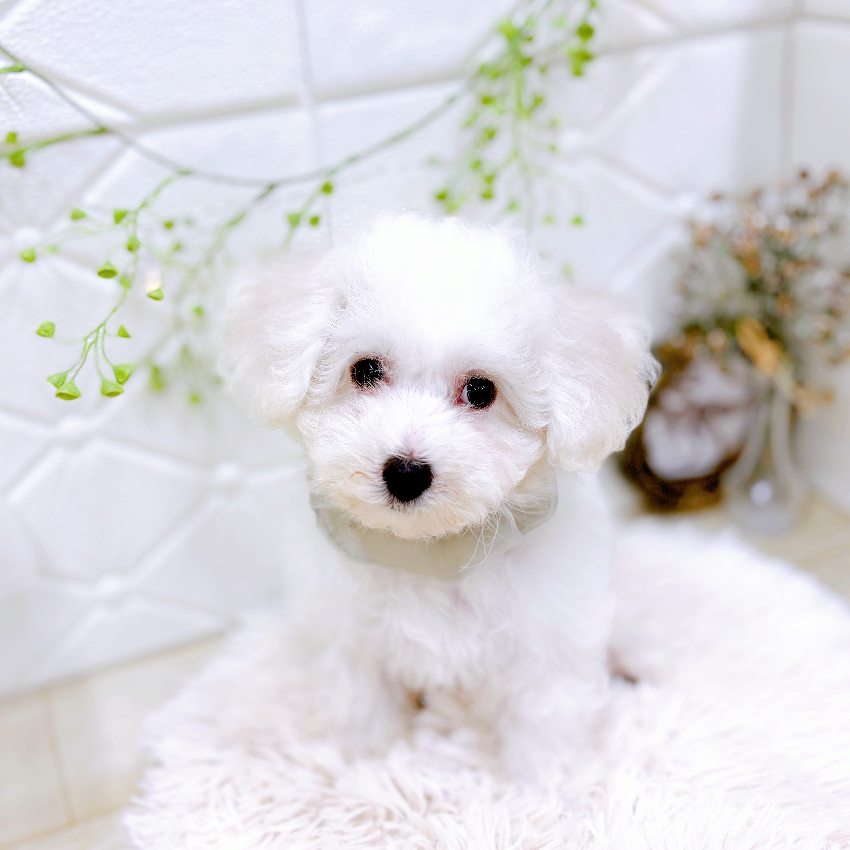 福井県のビションフリーゼ (犬の家＆猫の里アミーゴ福井店/2025年8月6日生まれ/男の子/ホワイト)の子犬の4枚目の画像
