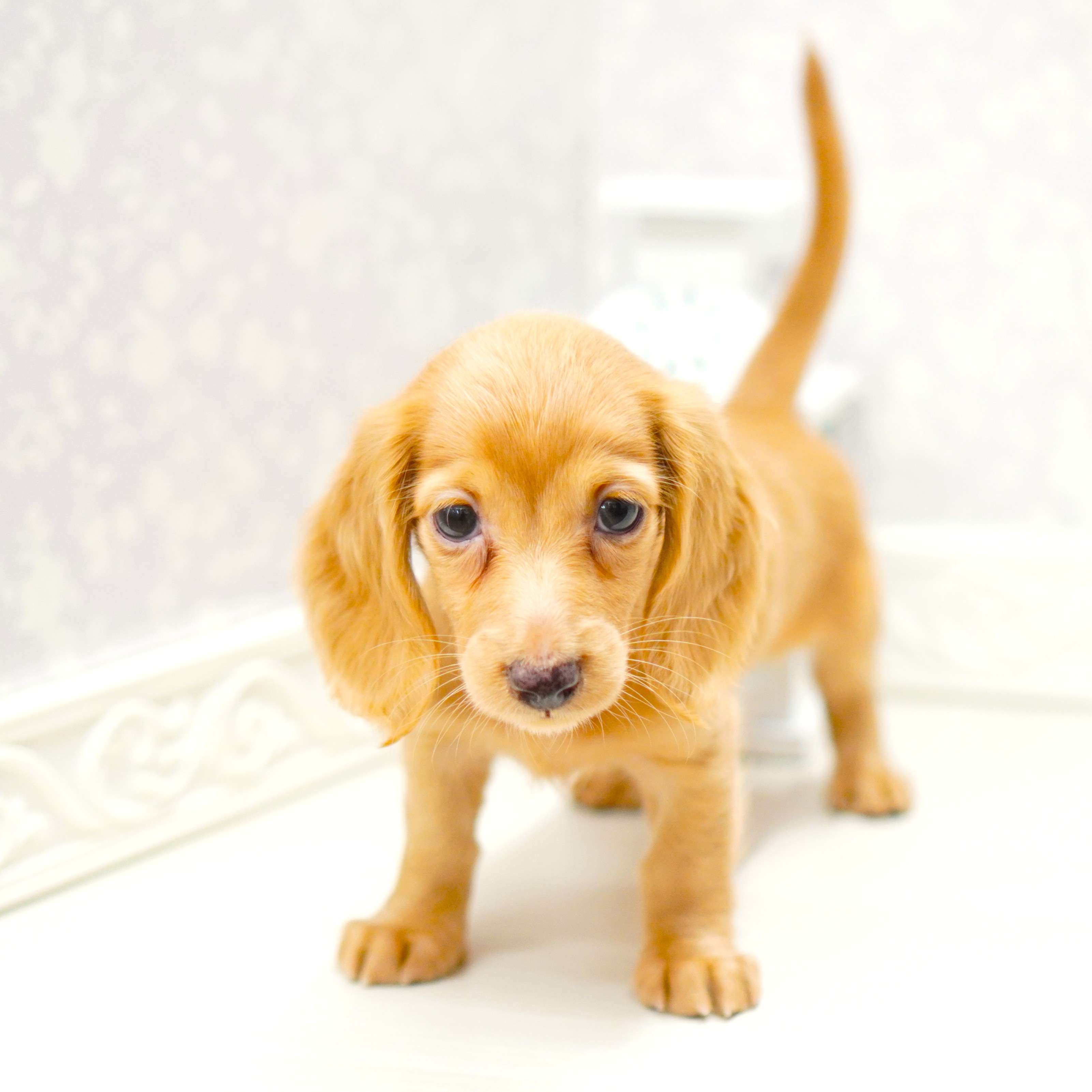 富山県のミニチュアダックスフンド(ロング) (犬の家＆猫の里アミーゴ山室店/2025年8月9日生まれ/女の子/レッド)の子犬の4枚目の画像