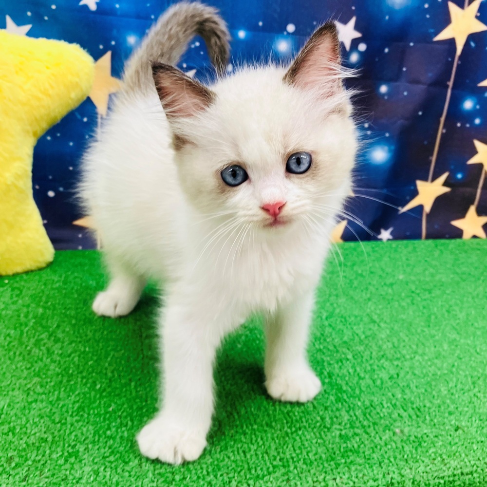 愛知県のラグドール (犬の家&猫の里名古屋天白店/2025年8月5日生まれ/女の子/シールポイントバイカラー)の子猫
