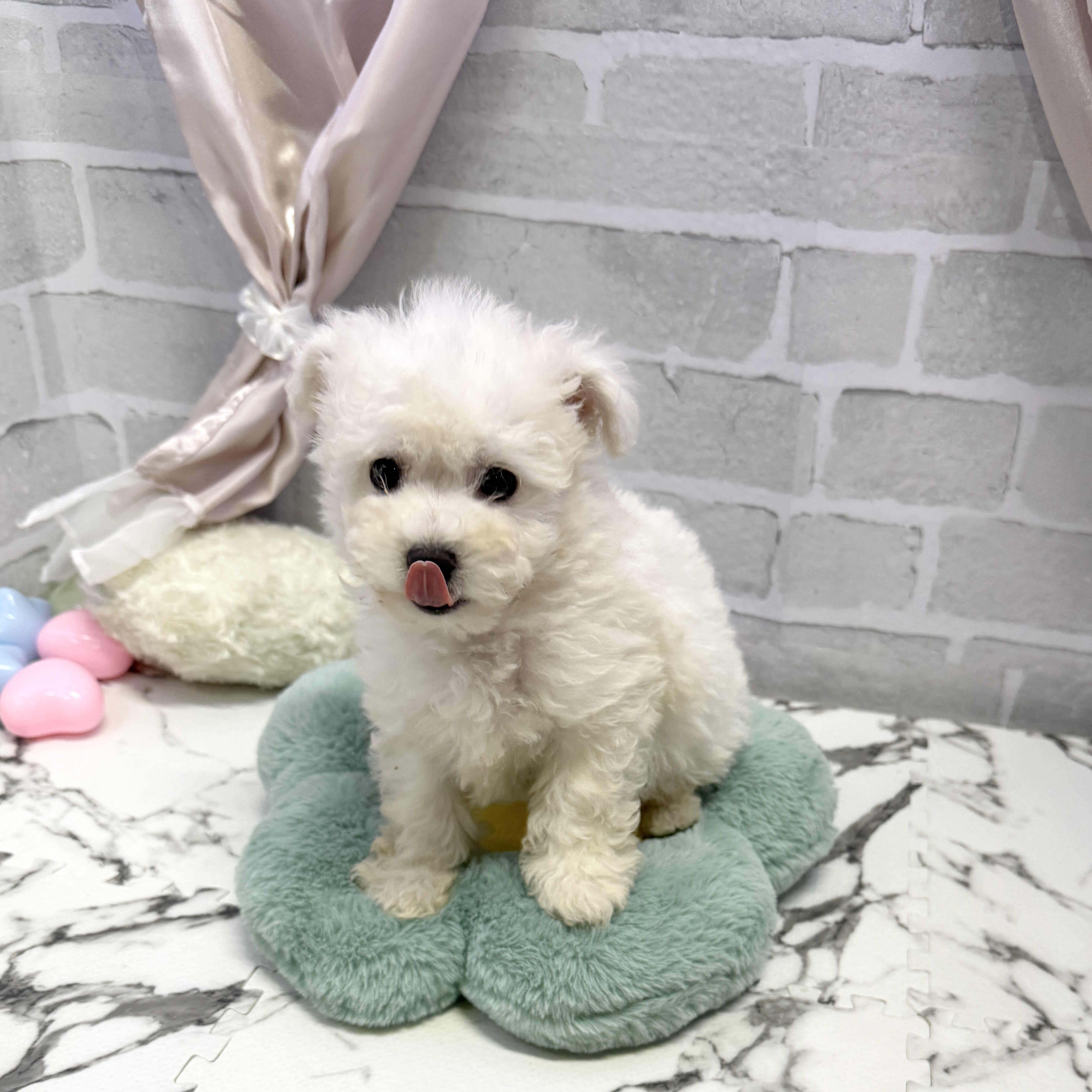 愛知県のビションフリーゼ (犬の家＆猫の里岡崎店/2025年8月9日生まれ/男の子/ホワイト)の子犬の4枚目の画像