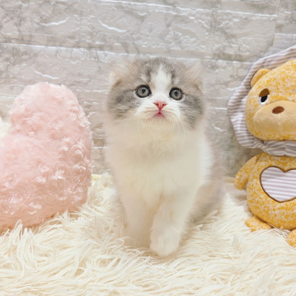 愛知県のスコティッシュフォールド (犬の家＆猫の里MiO香久山店/2025年8月10日生まれ/女の子/ブルーパッチドタビーホワイト)の子猫の4枚目の画像