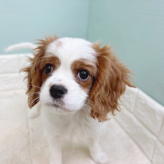 静岡県のキャバリアキングチャールズスパニエル (犬の家＆猫の里マークイズ静岡店/2025年8月10日生まれ/女の子/ブレンハイム)の子犬の1枚目の画像