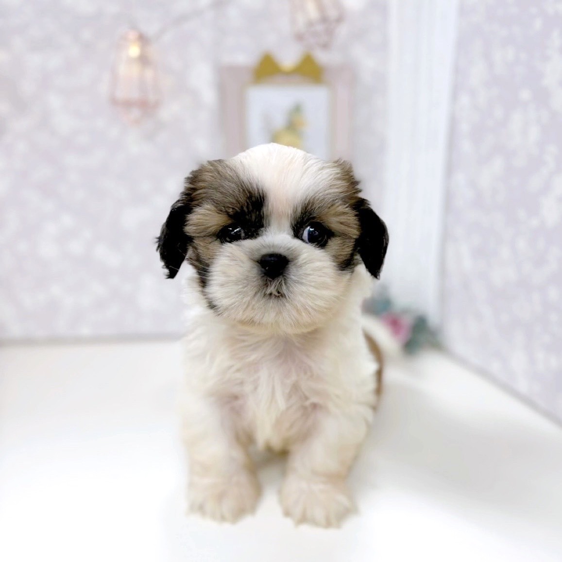 富山県のシーズー (犬の家&猫の里アミーゴ高岡蓮花寺店/2025年8月10日生まれ/男の子/ゴールドホワイト)の子犬
