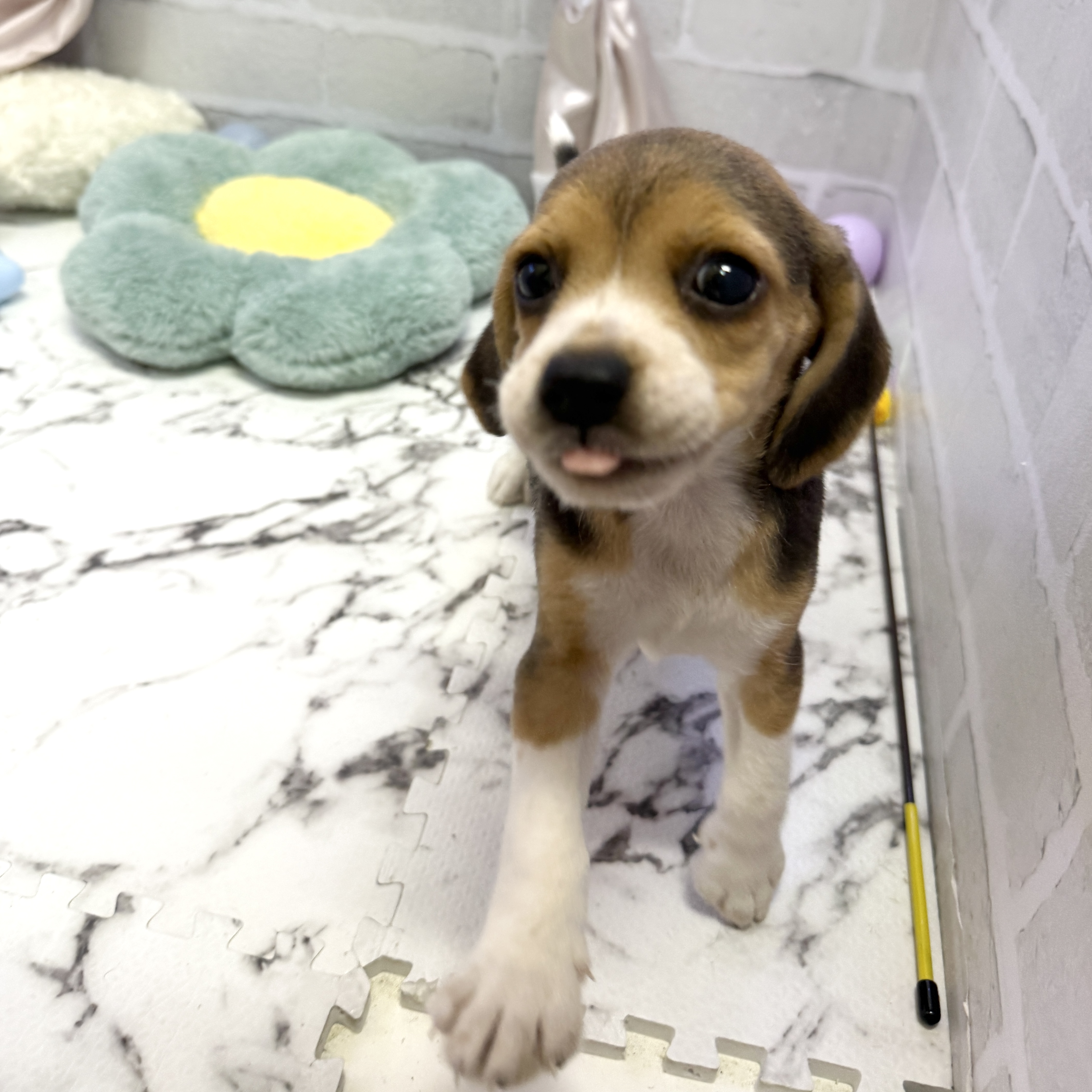 愛知県のビーグル (犬の家＆猫の里岡崎店/2025年8月10日生まれ/女の子/ブラックタンホワイト)の子犬の4枚目の画像