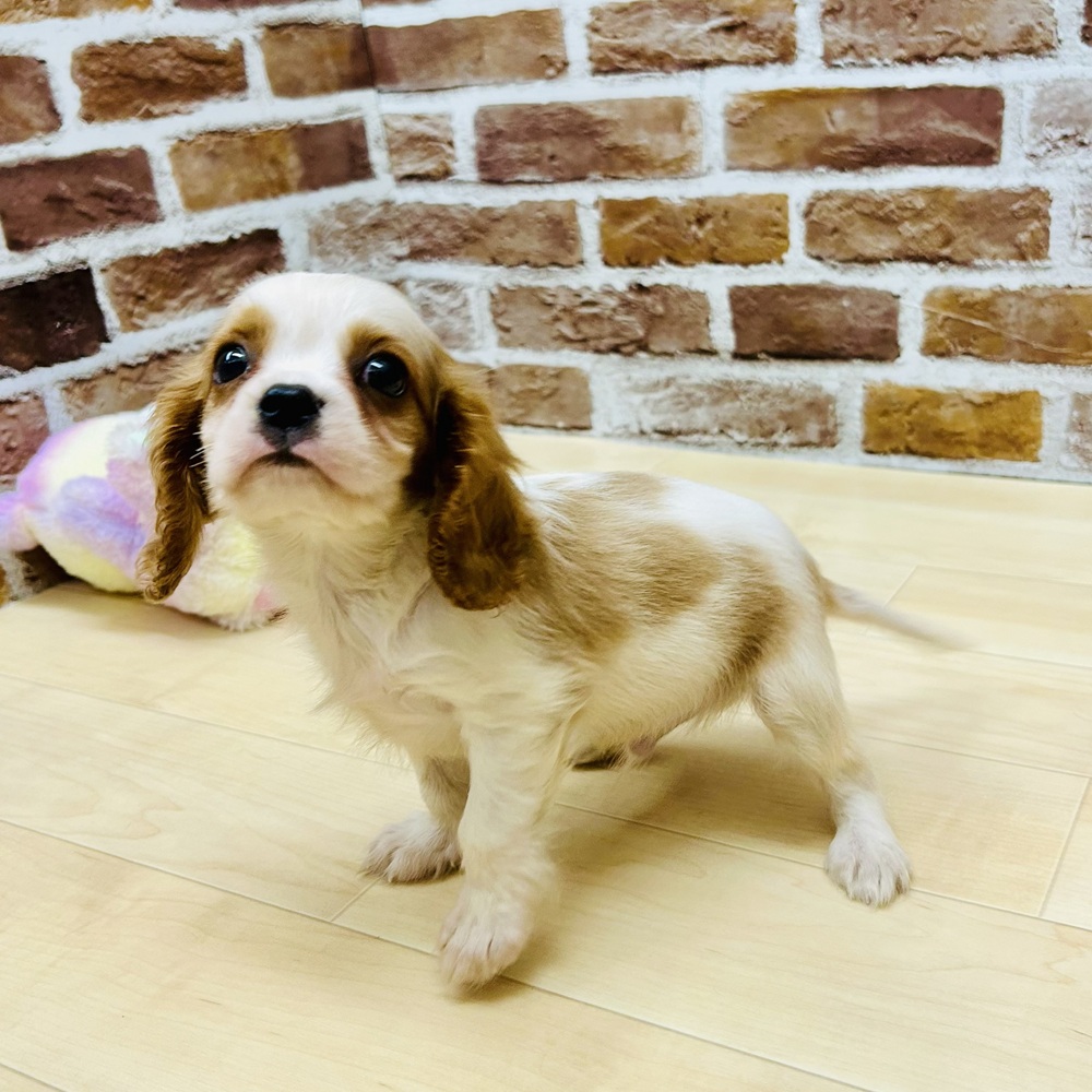 愛知県のキャバリアキングチャールズスパニエル (犬の家＆猫の里七宝店/2025年8月3日生まれ/男の子/ブレンハイム)の子犬の4枚目の画像