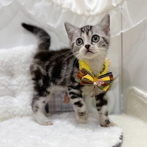 岐阜県のアメリカンショートヘアー (犬の家＆猫の里カラフルタウン岐阜店/2025年8月8日生まれ/男の子/シルバータビーホワイト)の子猫の4枚目の画像