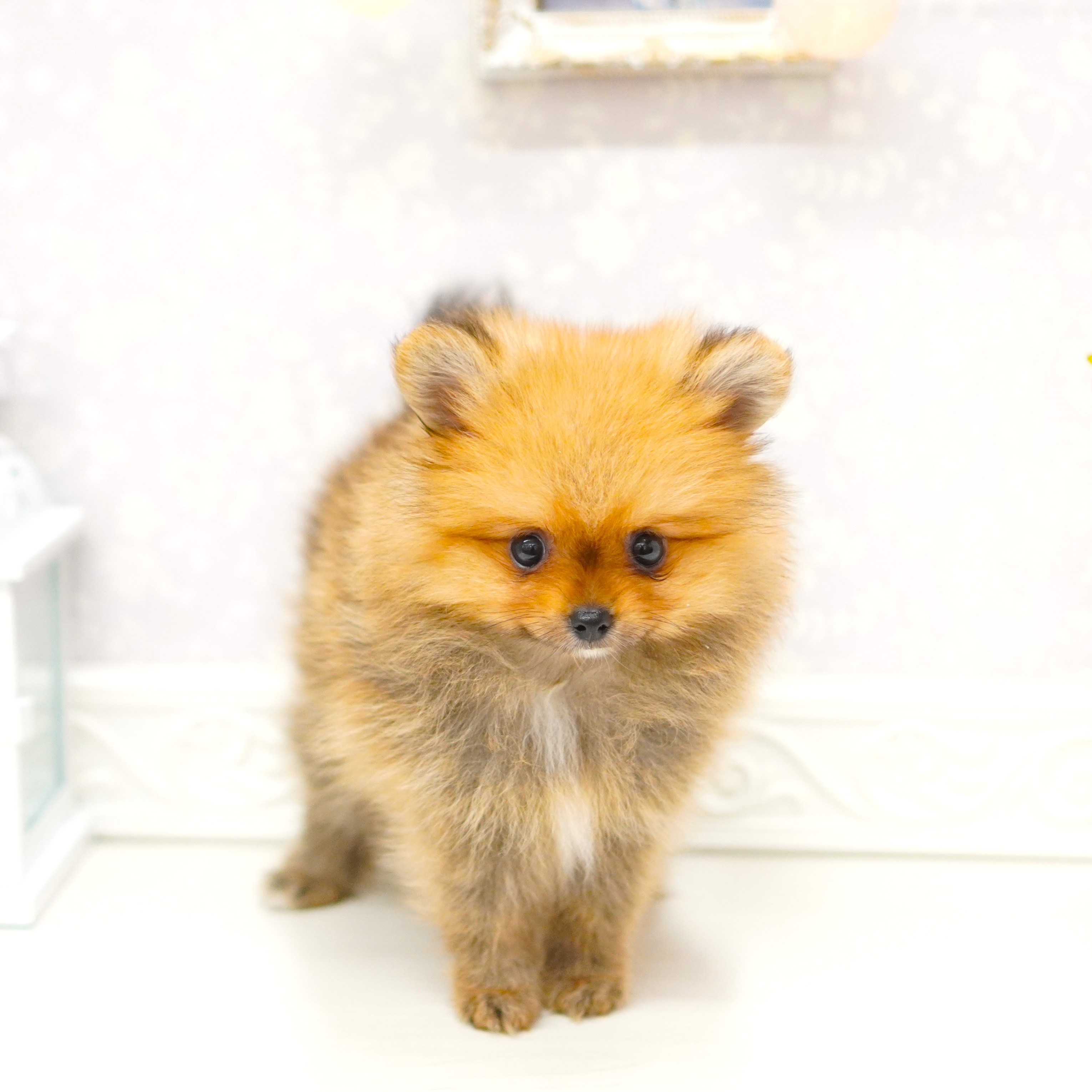 富山県のポメラニアン (犬の家＆猫の里アミーゴ山室店/2025年8月8日生まれ/女の子/オレンジセーブル)の子犬の4枚目の画像