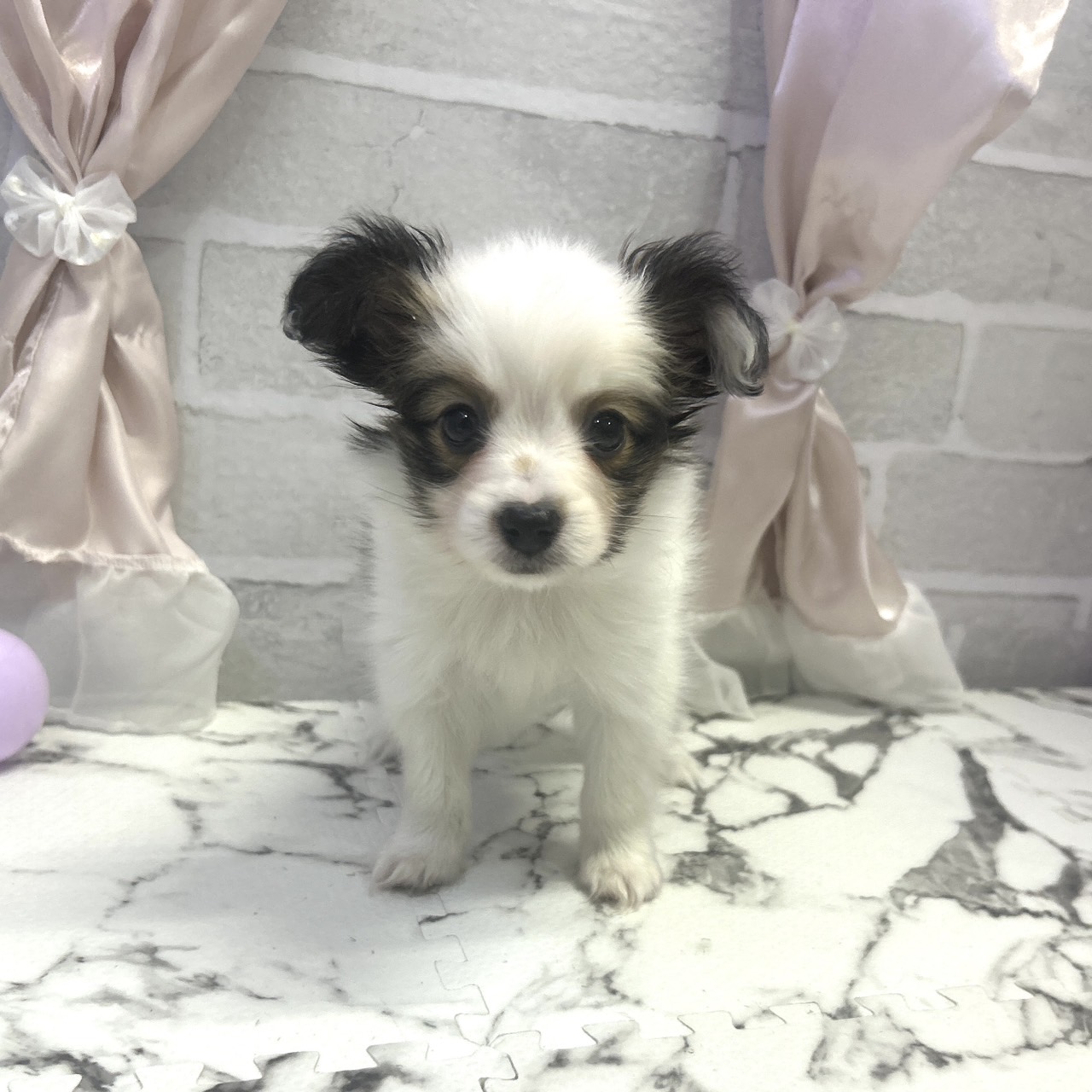 愛知県のパピヨン (犬の家＆猫の里岡崎店/2025年8月11日生まれ/女の子/ホワイトブラウン)の子犬の4枚目の画像
