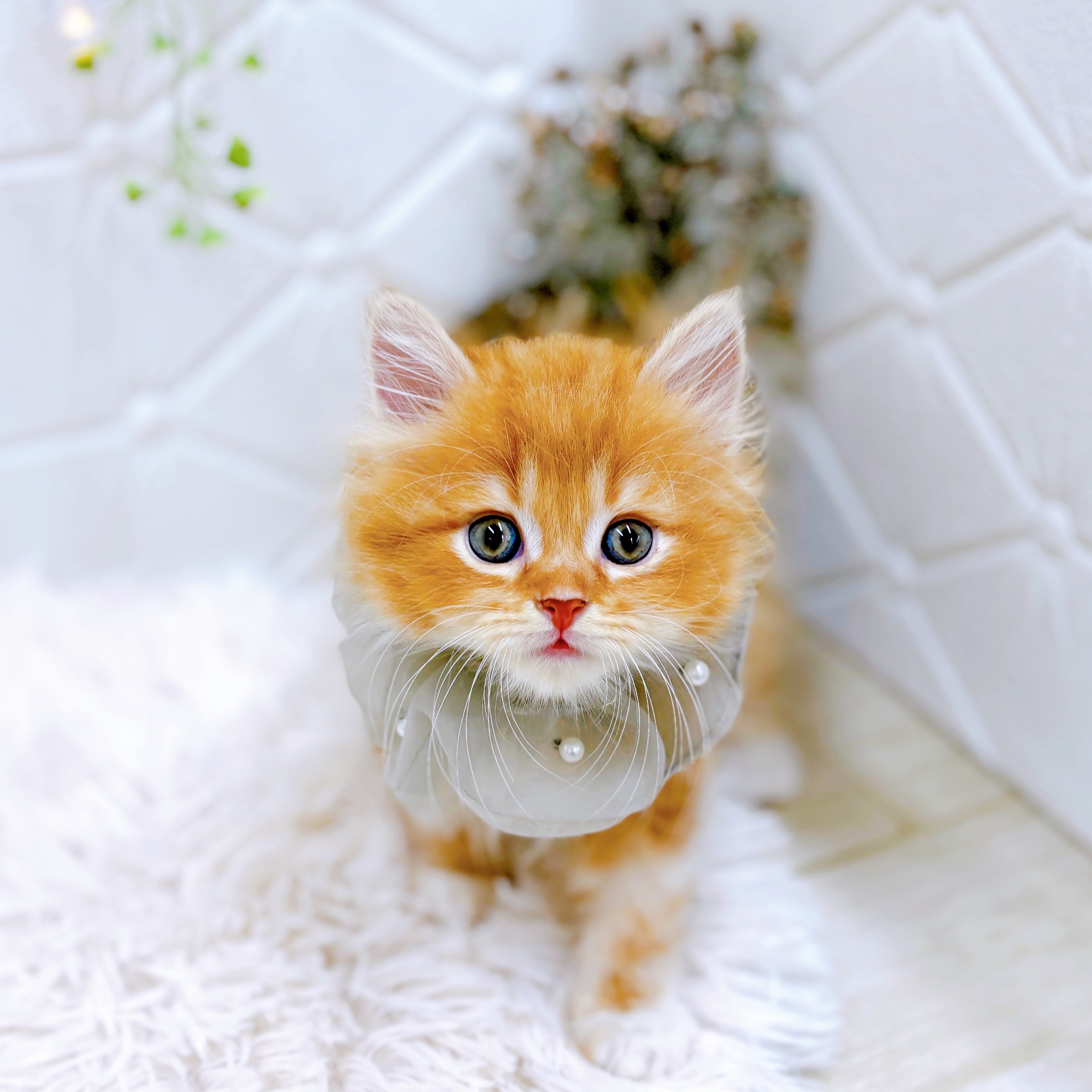 福井県のスコティッシュストレート (犬の家＆猫の里アミーゴ福井店/2025年8月12日生まれ/男の子/レッドホワイト)の子猫の4枚目の画像