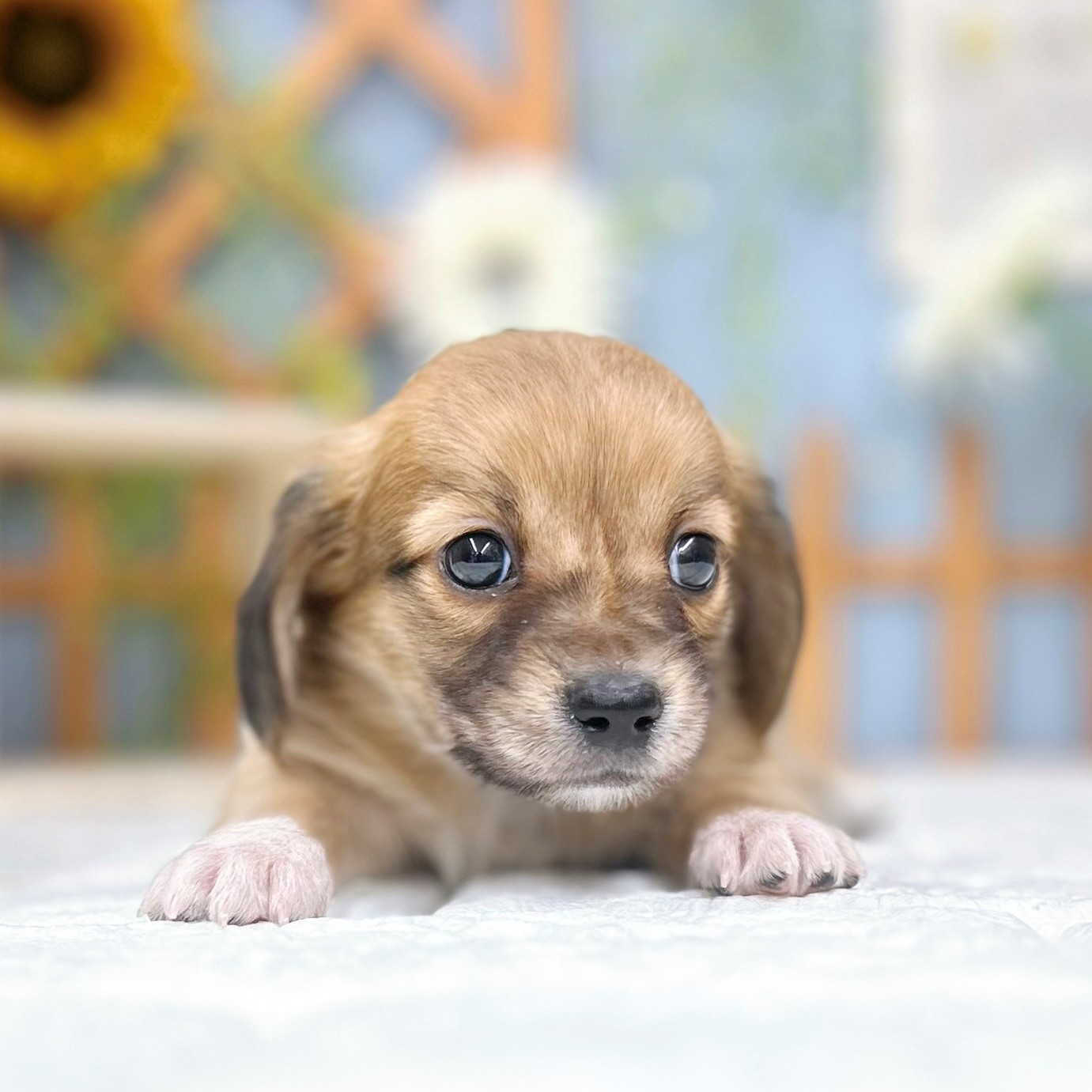 千葉県のチワックス(チワワ×ダックス) (犬の家＆猫の里ワンズモール稲毛店/2025年8月12日生まれ/男の子/レッド)の子犬の4枚目の画像