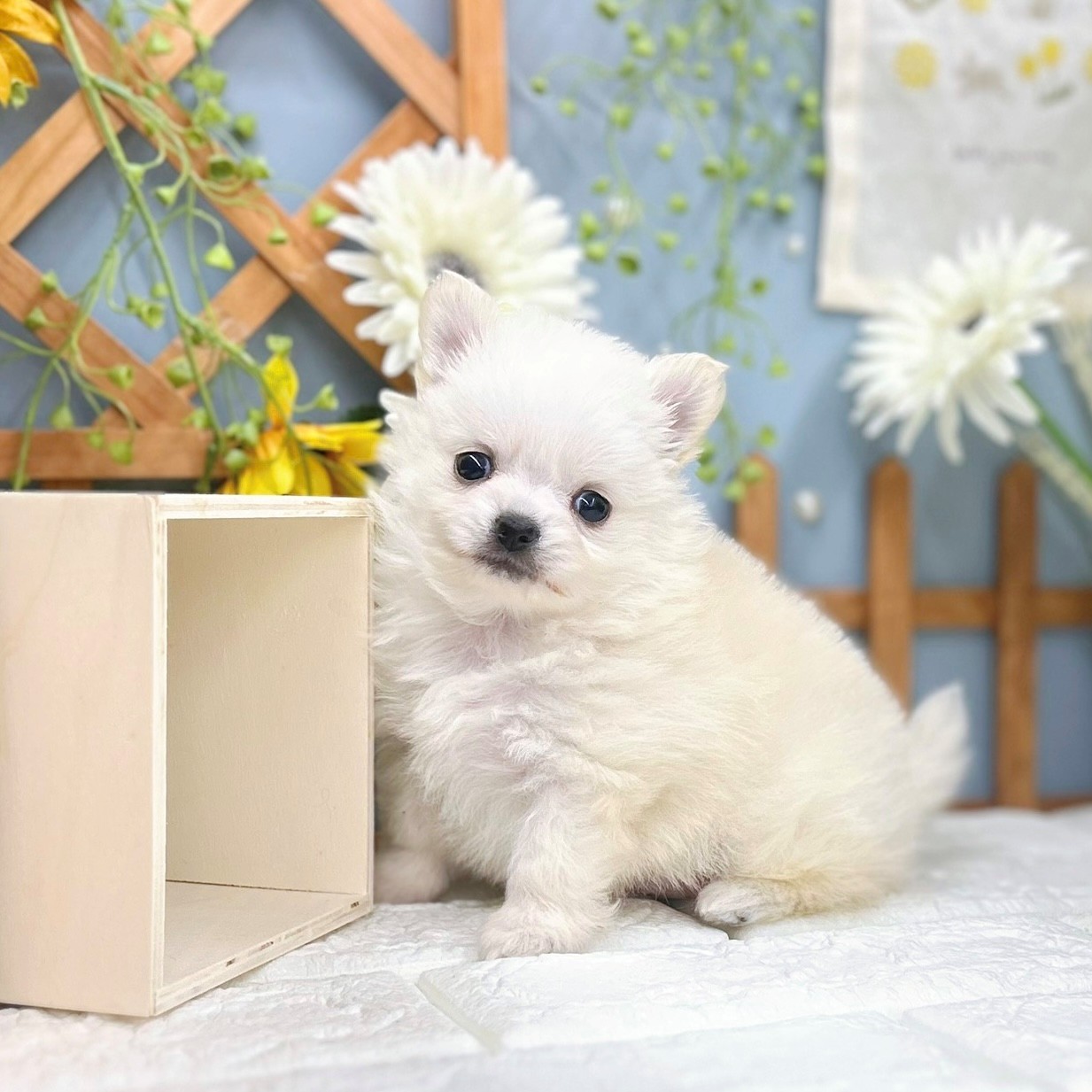 千葉県のポメチワ/チワポメ/ポメチー(ポメラニアン×チワワ) (犬の家＆猫の里ワンズモール稲毛店/2025年8月12日生まれ/女の子/クリーム)の子犬の1枚目の画像