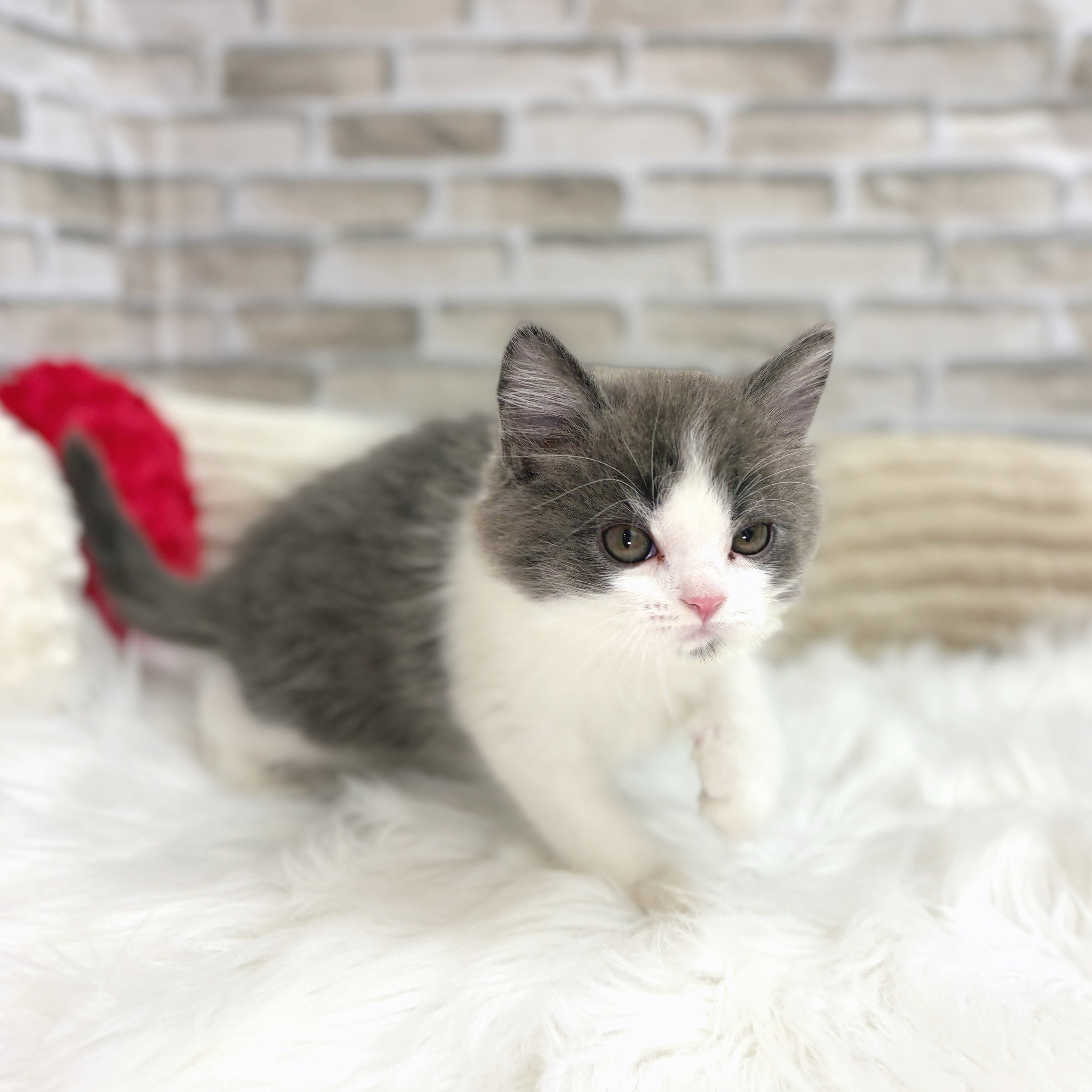 神奈川県のスコティッシュフォールド (犬の家＆猫の里モザイクモール港北店/2025年8月8日生まれ/男の子/ブルーホワイト)の子猫の4枚目の画像