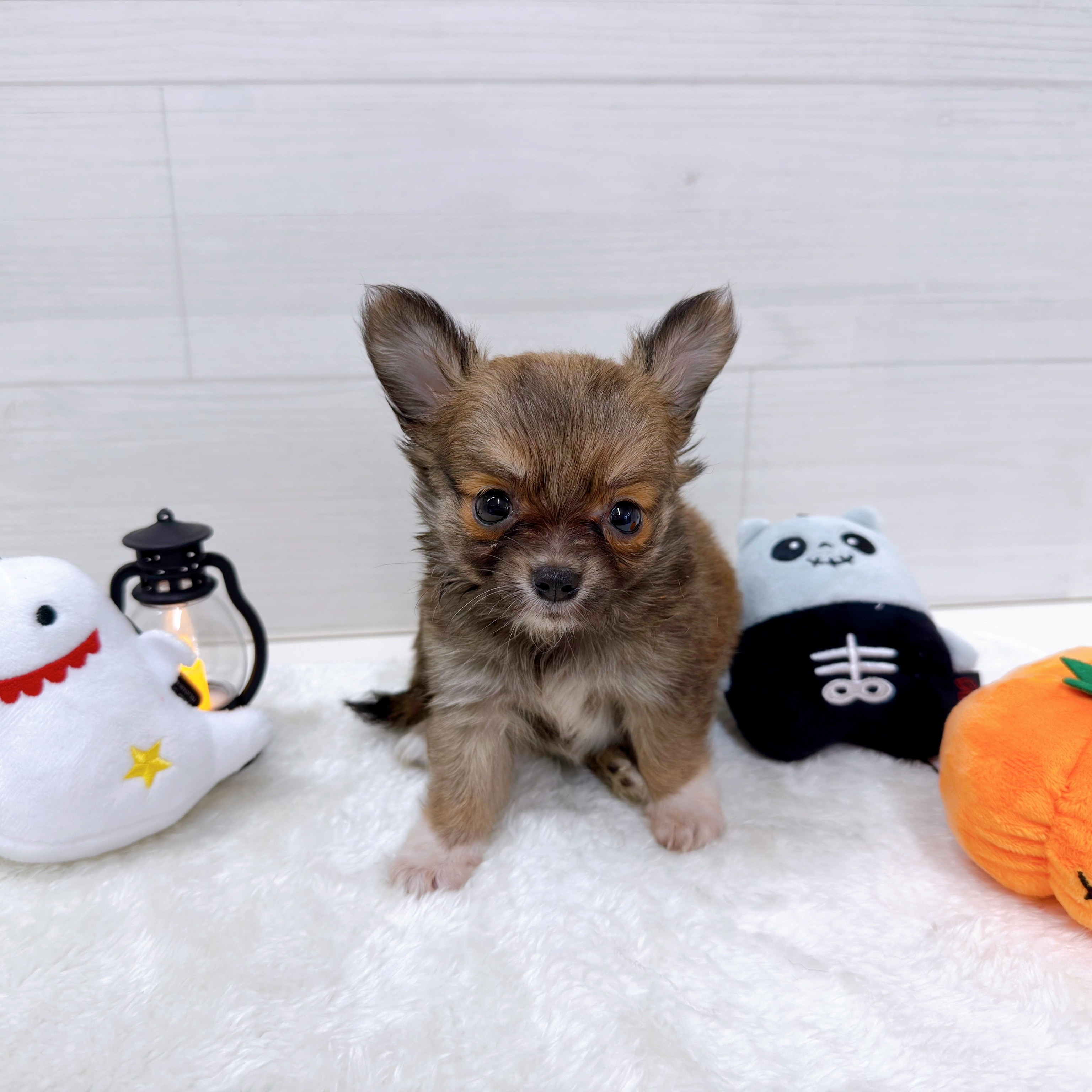 石川県のチワワ（ロング） フォーン＆ホワイト 女の子のご紹介(194270