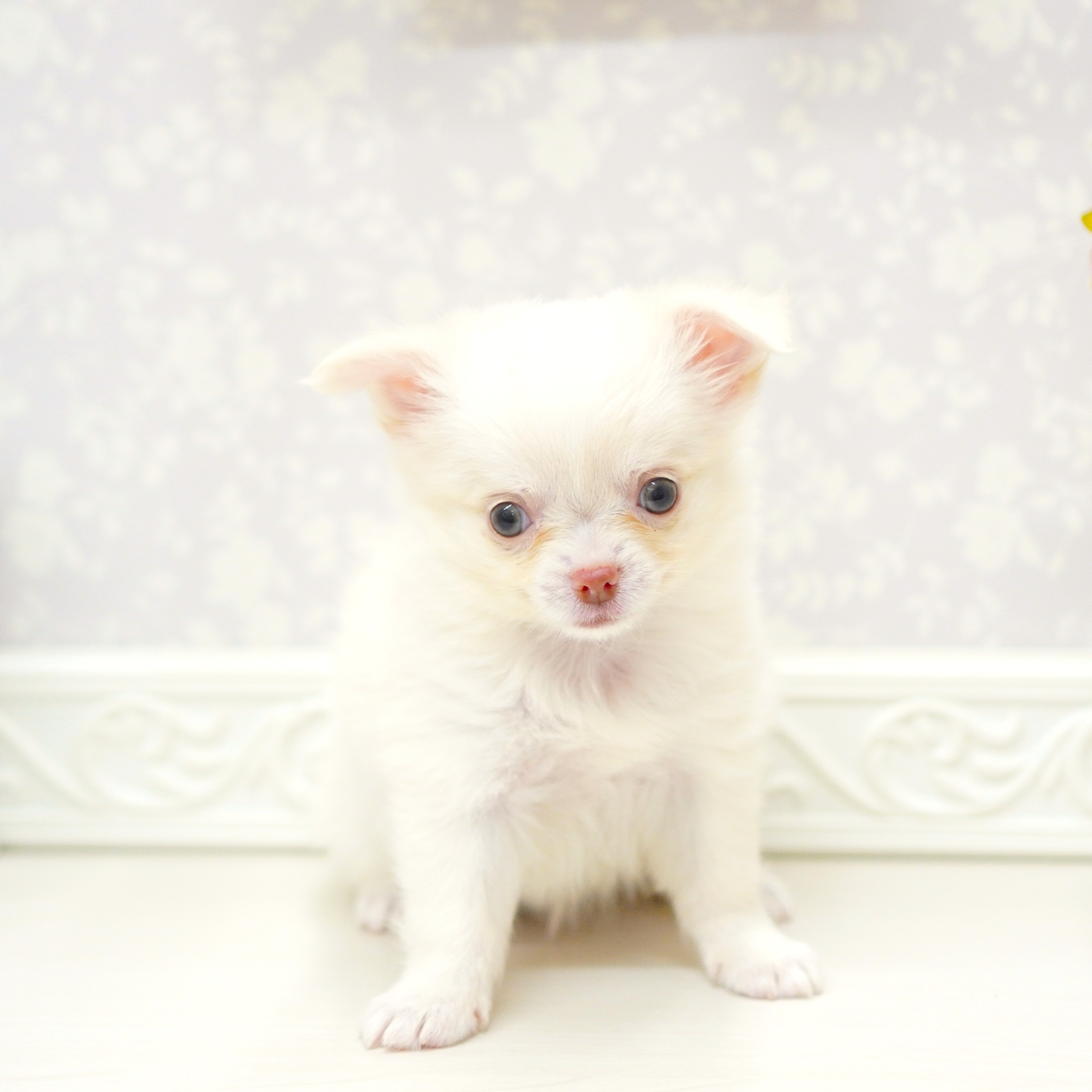 富山県のチワワ(ロング) (犬の家＆猫の里アミーゴ山室店/2025年8月12日生まれ/女の子/ホワイトクリーム)の子犬の4枚目の画像