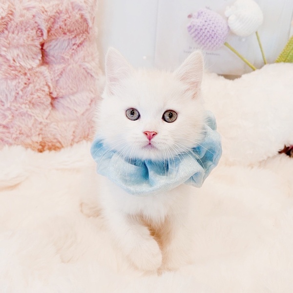 福井県のスコティッシュストレート (犬の家＆猫の里福井店/2025年8月12日生まれ/男の子/クリームタビーホワイト)の子猫