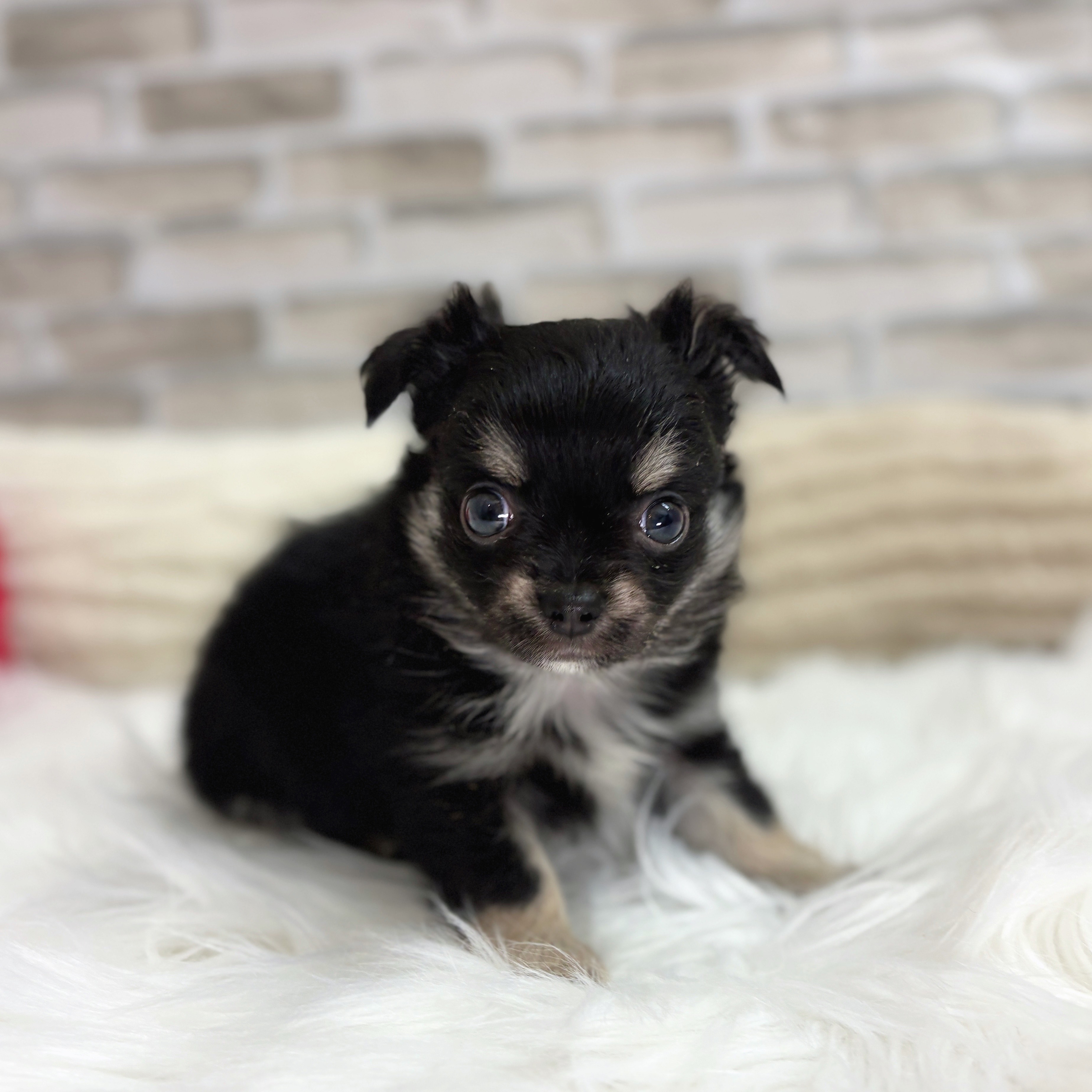 神奈川県のチワワ(ロング) (犬の家＆猫の里モザイクモール港北店/2025年8月10日生まれ/男の子/ブラックタンホワイト)の子犬の4枚目の画像