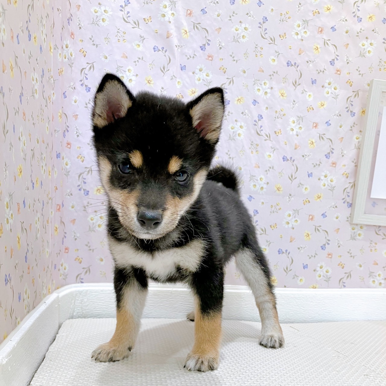 石川県の豆柴 (犬の家＆猫の里金沢店/2025年8月11日生まれ/女の子/黒)の子犬の4枚目の画像