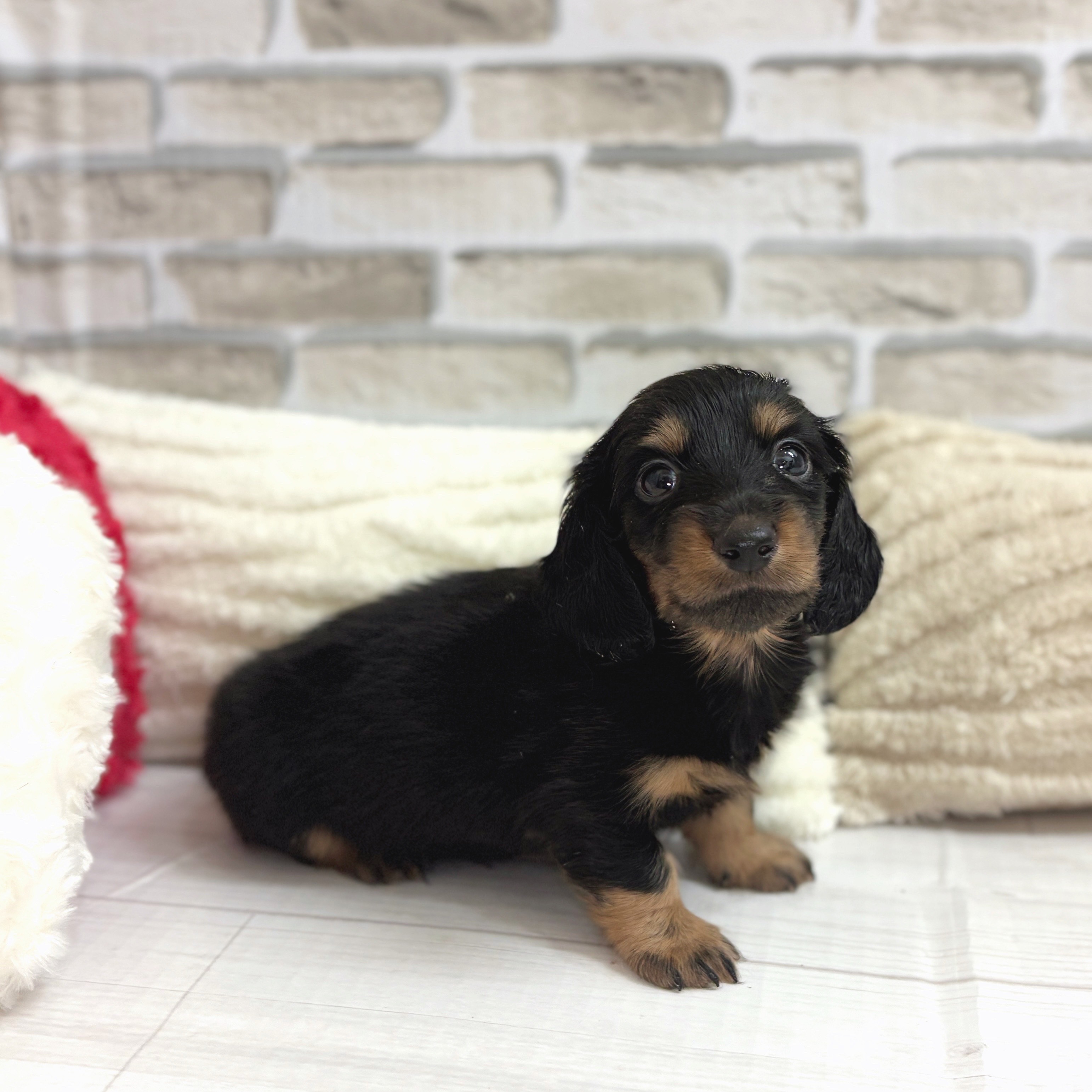 神奈川県のミニチュアダックスフンド(ロング) (犬の家＆猫の里モザイクモール港北店/2025年8月12日生まれ/男の子/ブラックタン)の子犬の4枚目の画像
