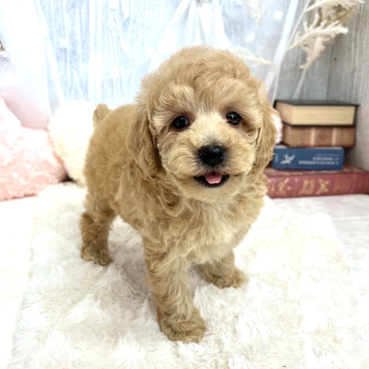 神奈川県のトイプードル(トイ) (犬の家＆猫の里相模原店/2025年8月11日生まれ/女の子/クリーム)の子犬の4枚目の画像
