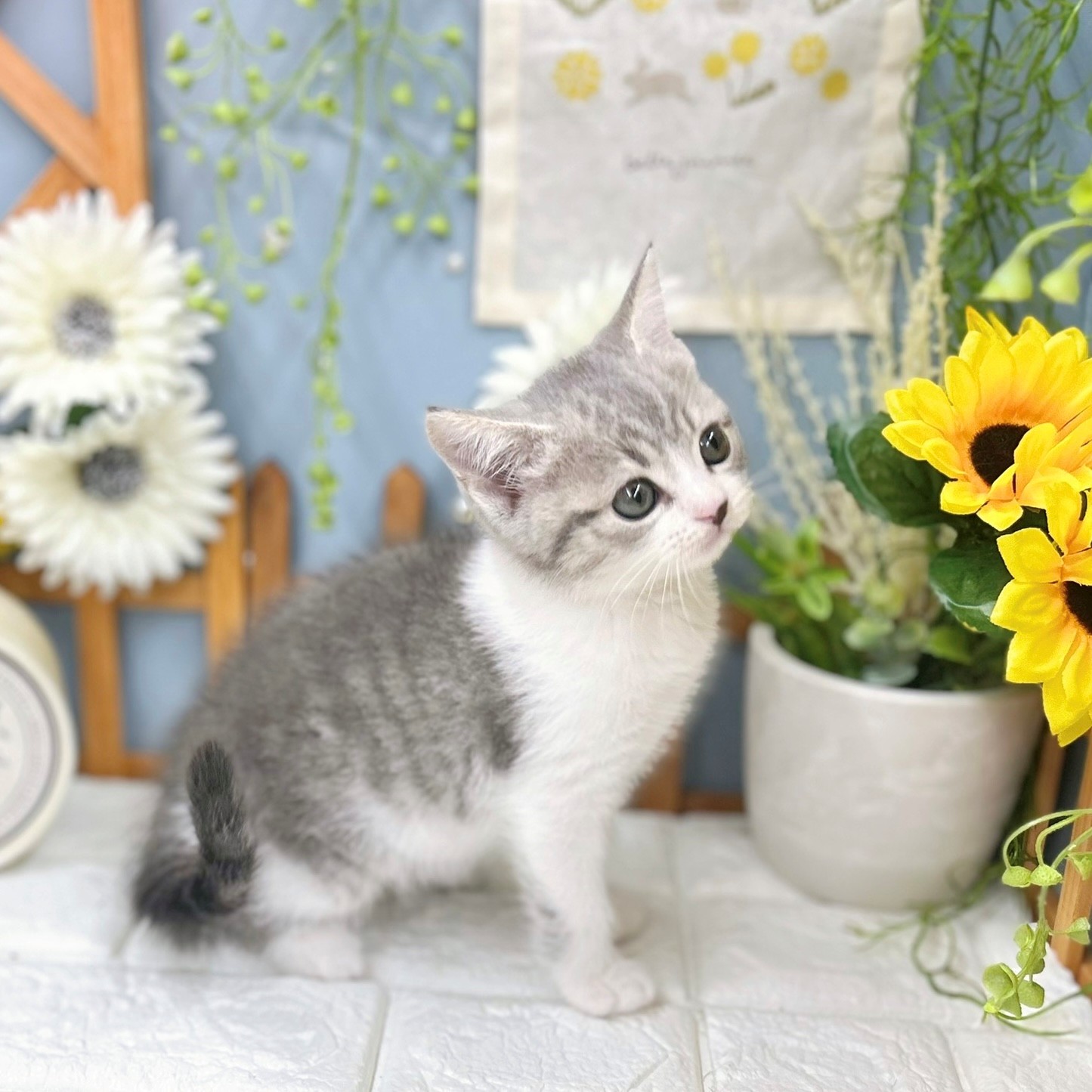 千葉県のスコティッシュフォールド (犬の家＆猫の里ワンズモール稲毛店/2025年8月12日生まれ/女の子/ブルータビーホワイト)の子猫の4枚目の画像