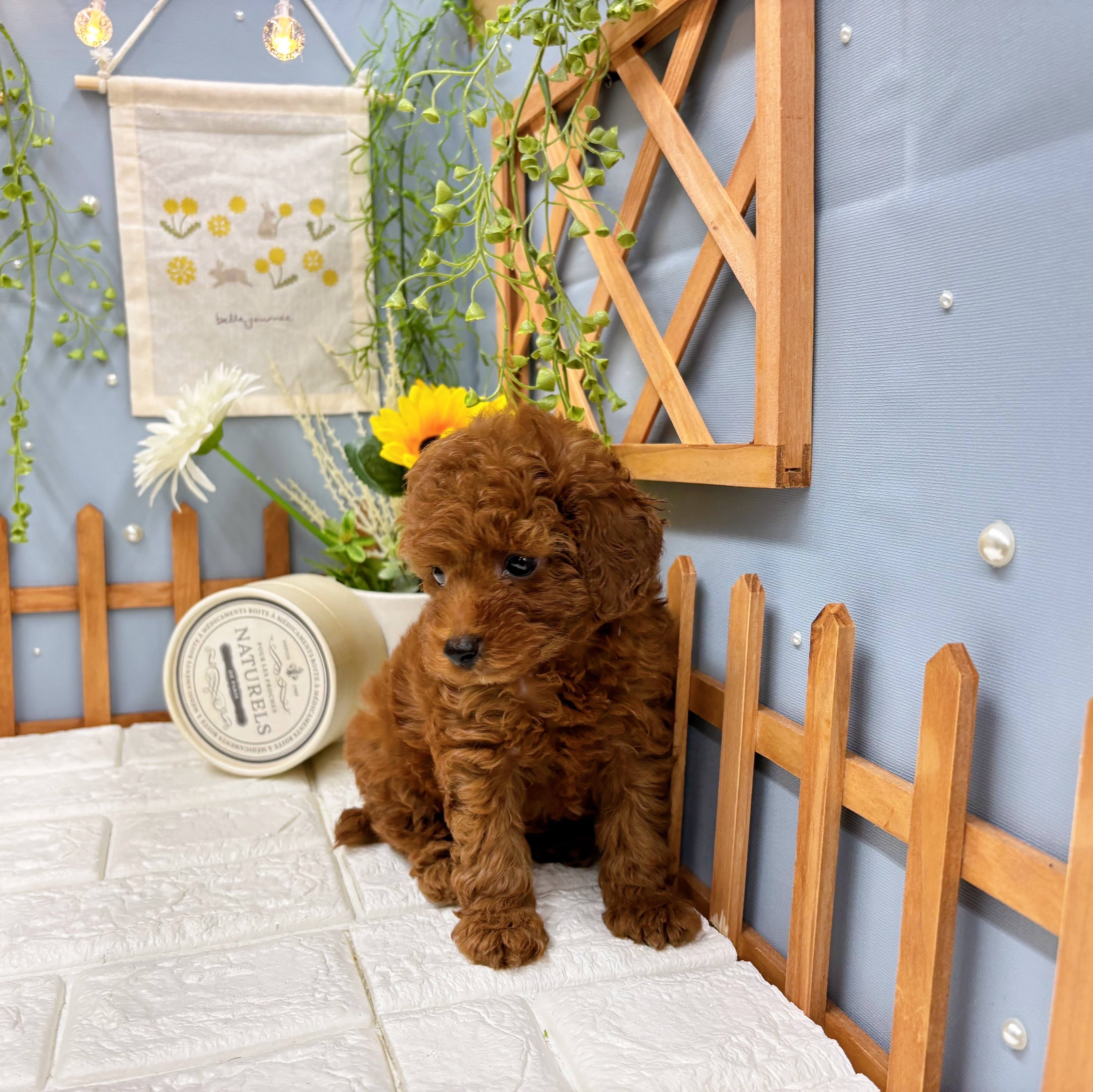 千葉県のトイプードル(トイ) (犬の家＆猫の里ワンズモール稲毛店/2025年8月11日生まれ/女の子/レッド)の子犬の4枚目の画像