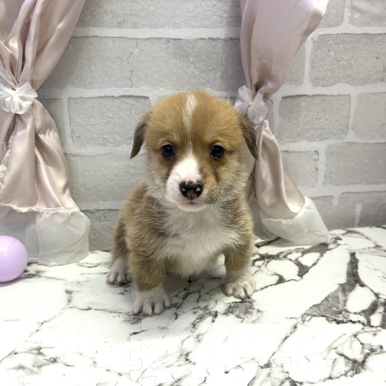 愛知県のウェルシュコーギーペンブローク (犬の家＆猫の里岡崎店/2025年8月10日生まれ/男の子/セーブルホワイト)の子犬の4枚目の画像