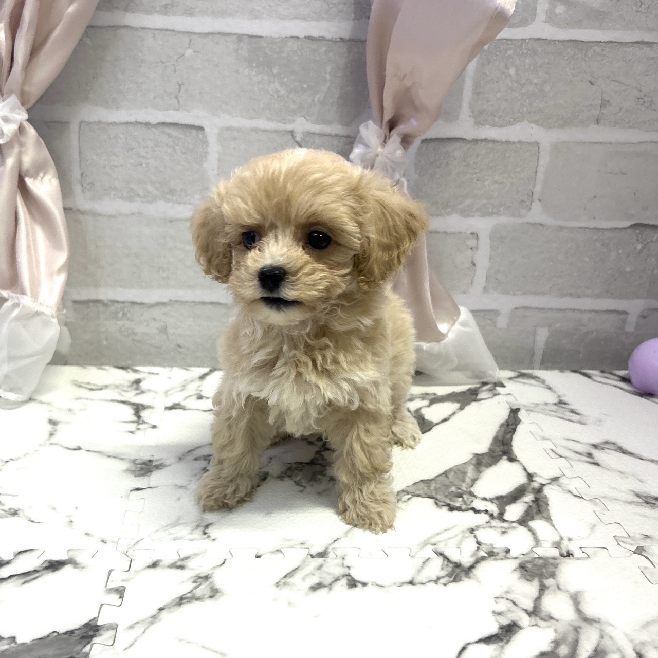 愛知県のマルプー(マルチーズ×プードル) (犬の家＆猫の里岡崎店/2025年8月6日生まれ/女の子/アプリコット)の子犬の4枚目の画像