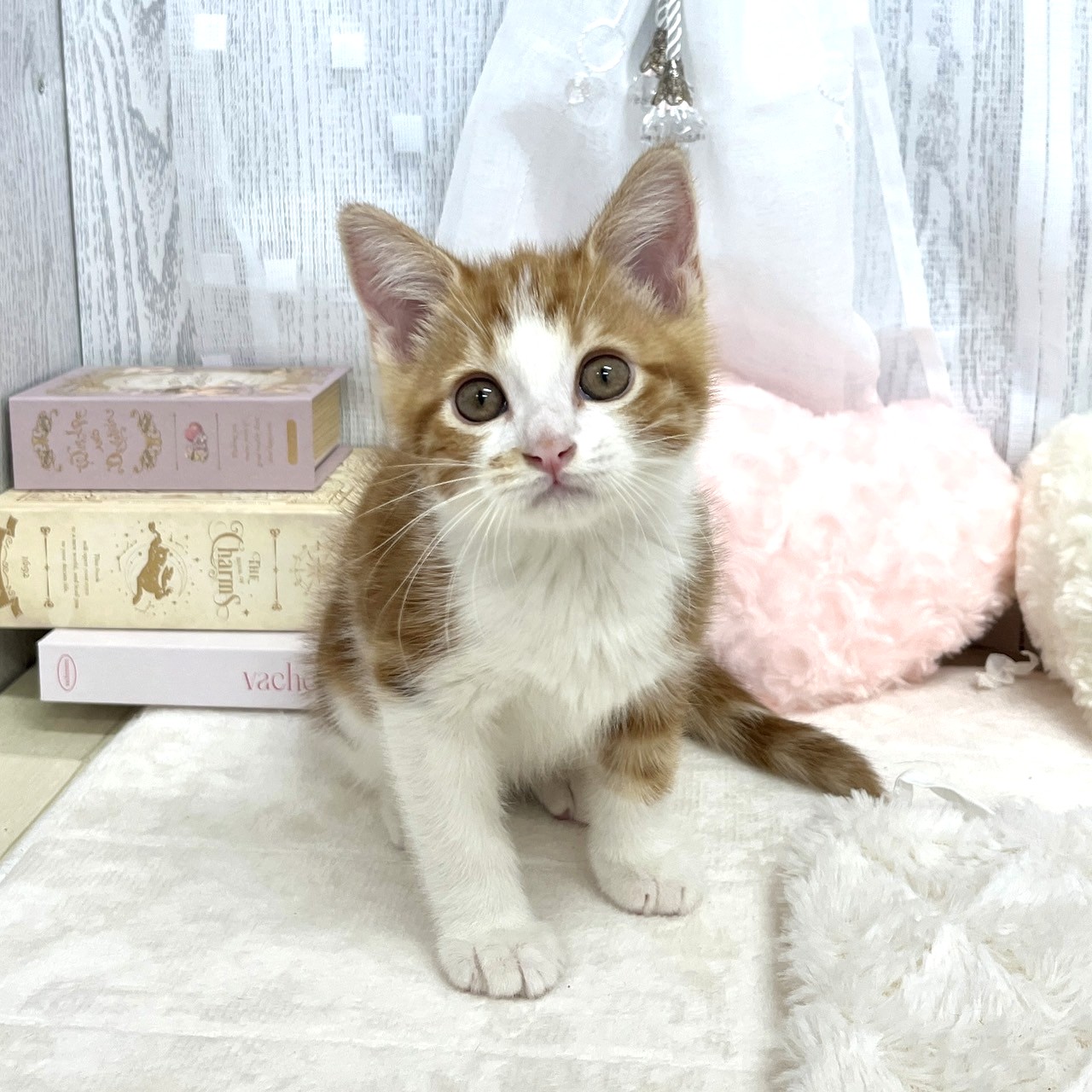 神奈川県のマンチカン (犬の家＆猫の里相模原店/2025年8月11日生まれ/男の子/レッドタビー)の子猫の4枚目の画像