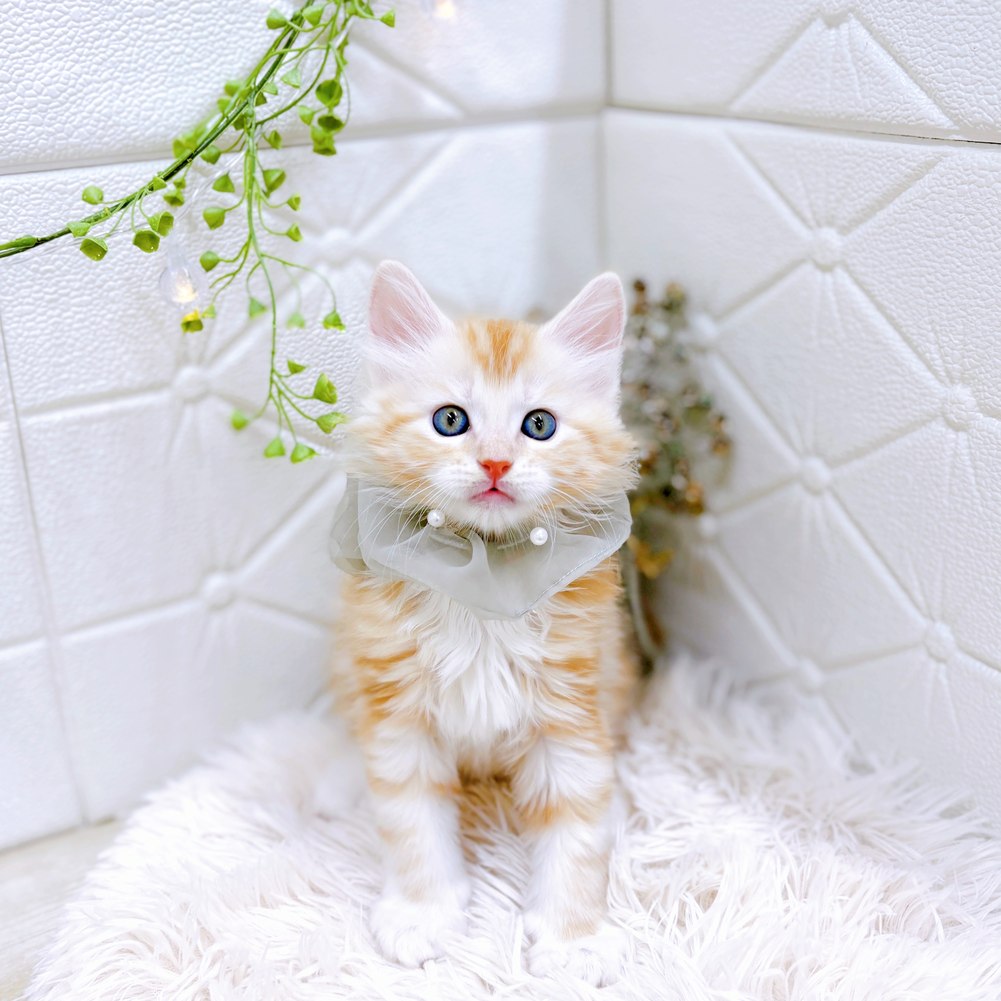 福井県のメインクーン (犬の家＆猫の里アミーゴ福井店/2025年8月12日生まれ/男の子/クリームタビー)の子猫