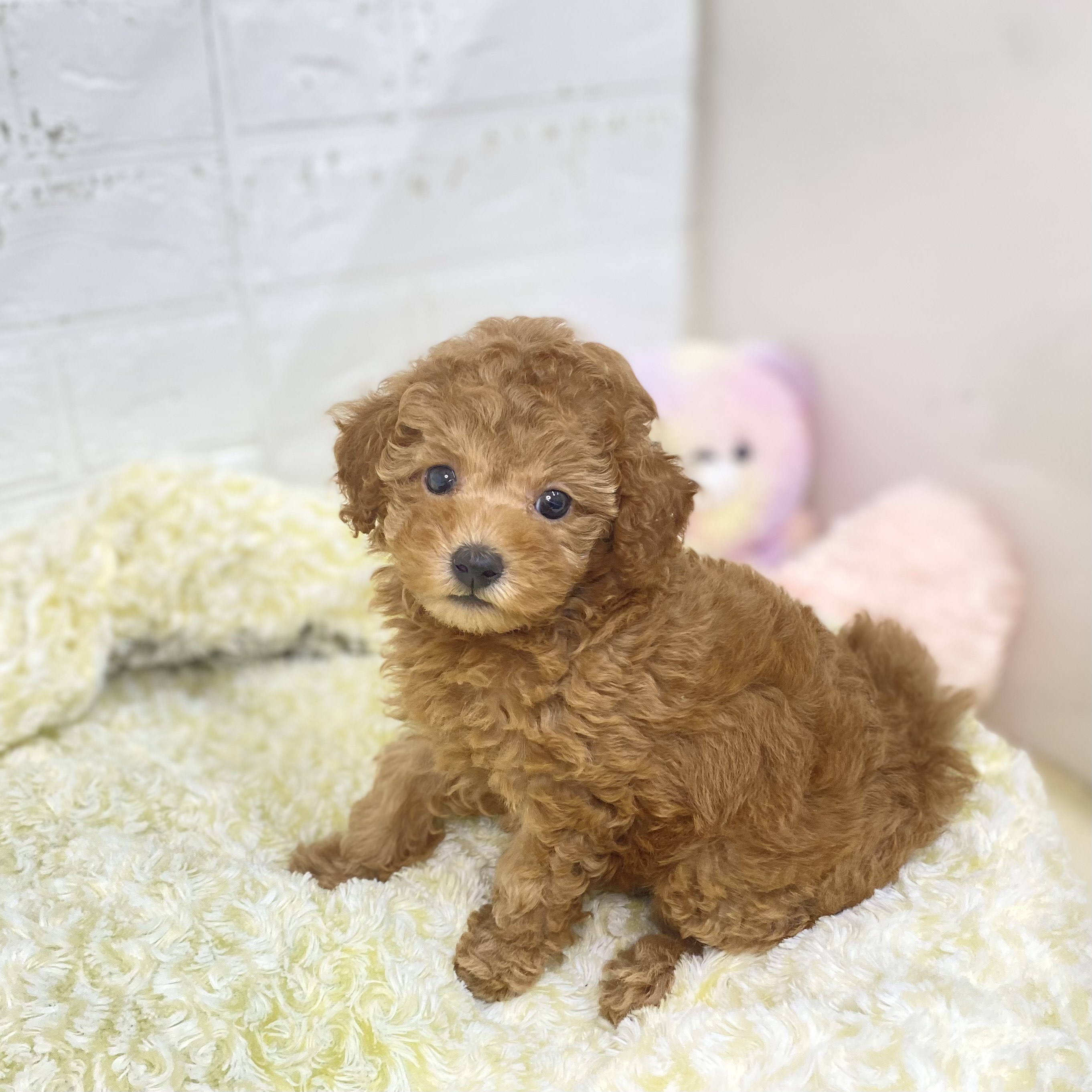 長野県のトイプードル(トイ) (犬の家＆猫の里長野店/2025年8月12日生まれ/女の子/オレンジフォーン)の子犬の1枚目の画像