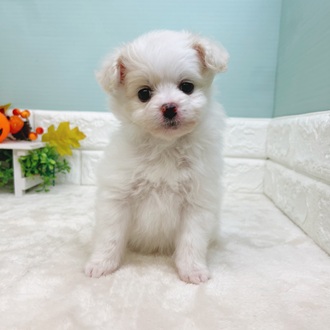 静岡県のポメビション(ポメラニアン×ビションフリーゼ) (犬の家＆猫の里マークイズ静岡店/2025年8月11日生まれ/男の子/クリームホワイト)の子犬の4枚目の画像