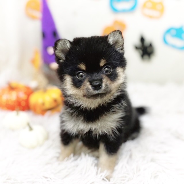 静岡県のポメ柴/豆ポメ/ポメ豆柴(ポメラニアン×柴犬) (犬の家＆猫の里藤枝店/2025年8月6日生まれ/女の子/黒)の子犬の1枚目の画像