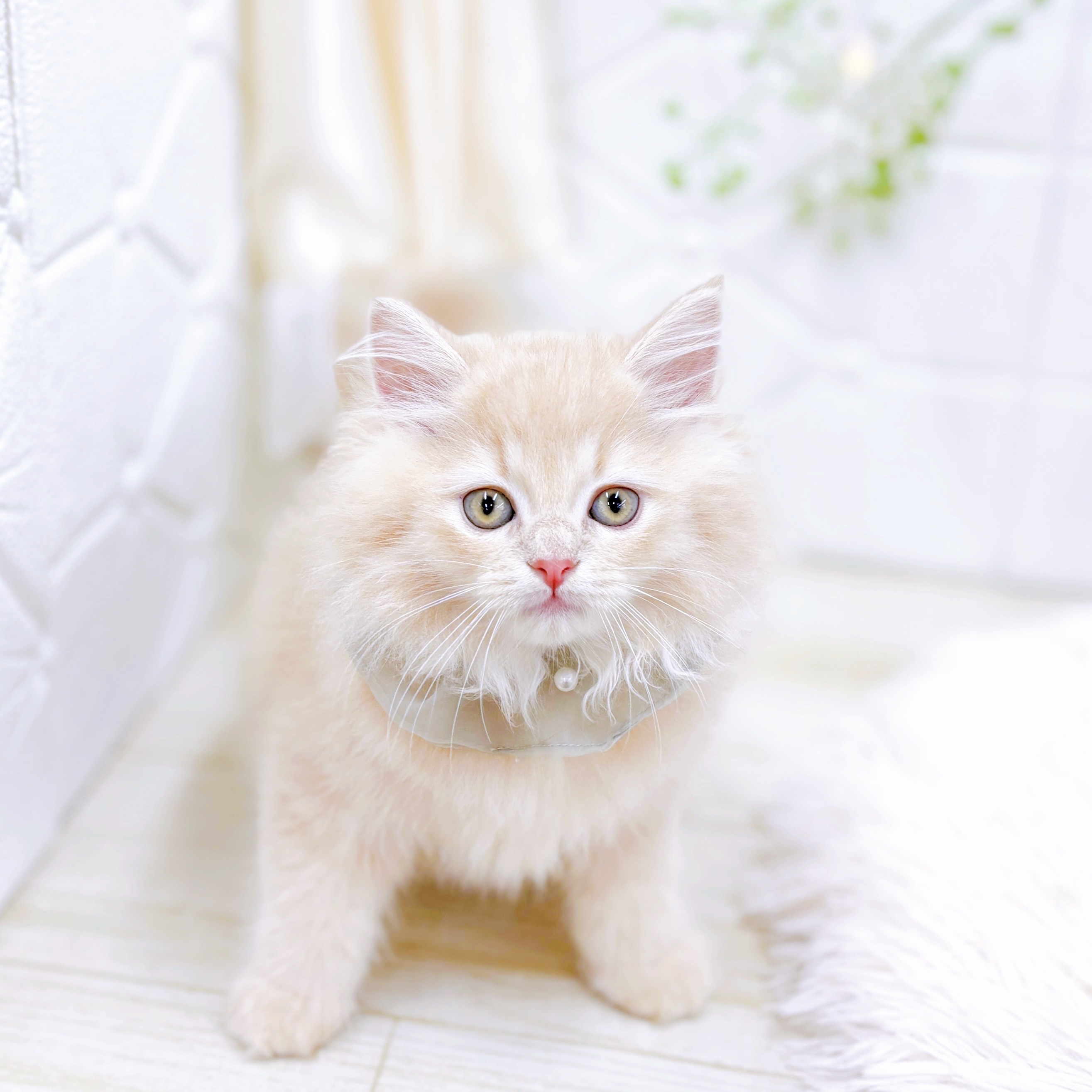 福井県のマンチカン (犬の家＆猫の里アミーゴ福井店/2025年8月12日生まれ/男の子/クリームタビー)の子猫の4枚目の画像