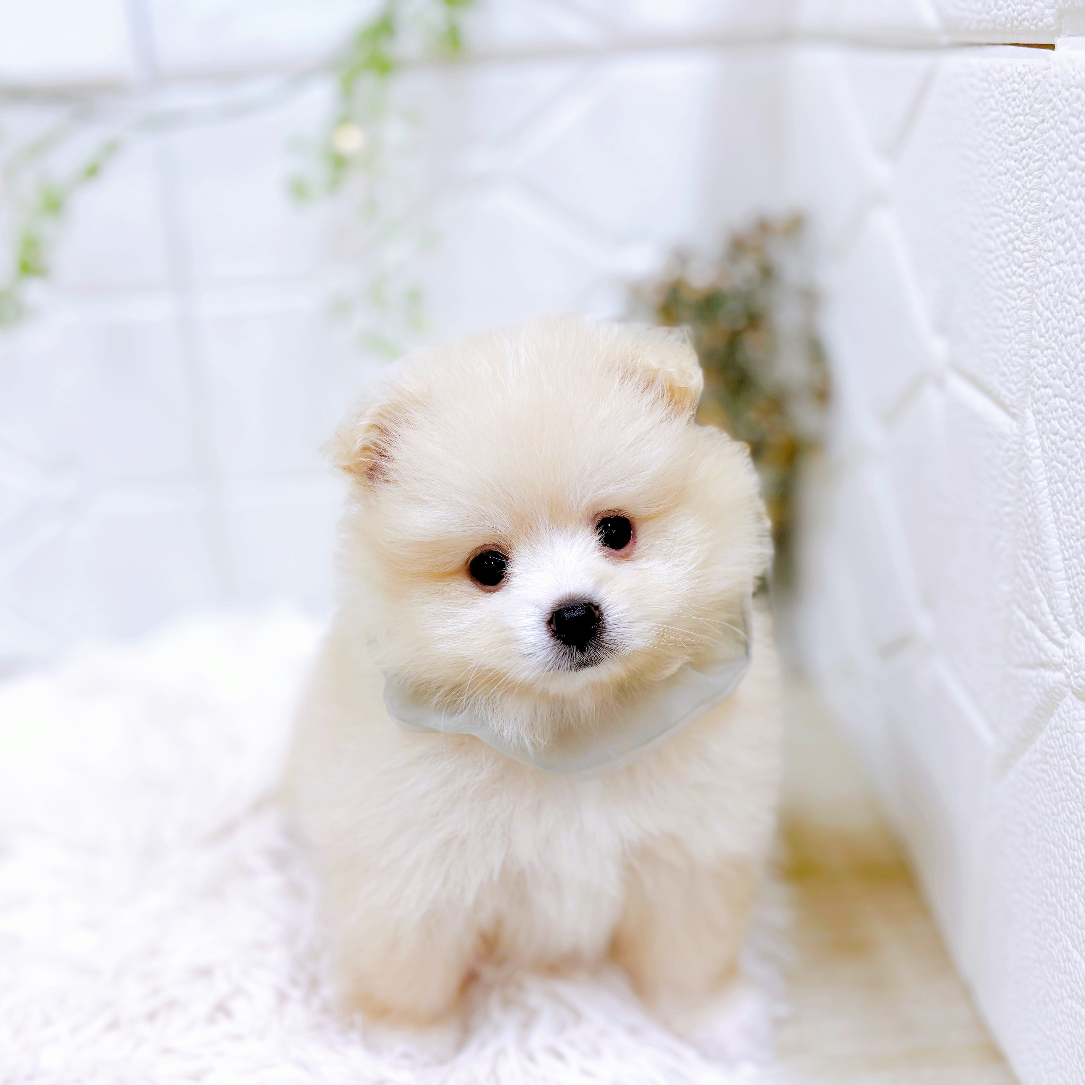 福井県のポメラニアン (犬の家＆猫の里アミーゴ福井店/2025年8月12日生まれ/男の子/クリーム)の子犬の4枚目の画像