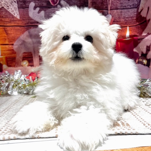 福岡県のハーフ犬・ミックス犬 (犬の家＆猫の里トリアス久山店/2025年8月6日生まれ/女の子/ホワイト)の子犬の4枚目の画像