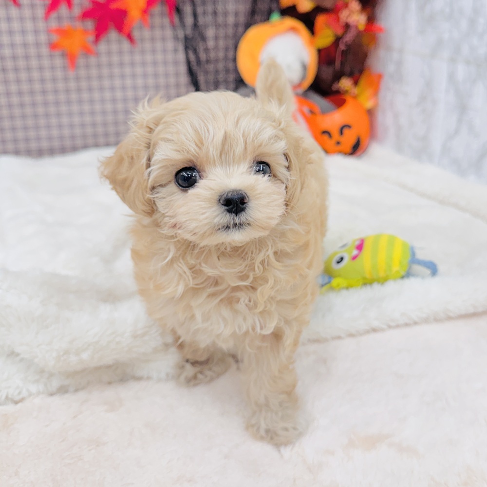 愛知県のマルプー(マルチーズ×プードル) (犬の家＆猫の里エアポートウォーク店/2025年8月11日生まれ/女の子/アプリコット)の子犬の4枚目の画像