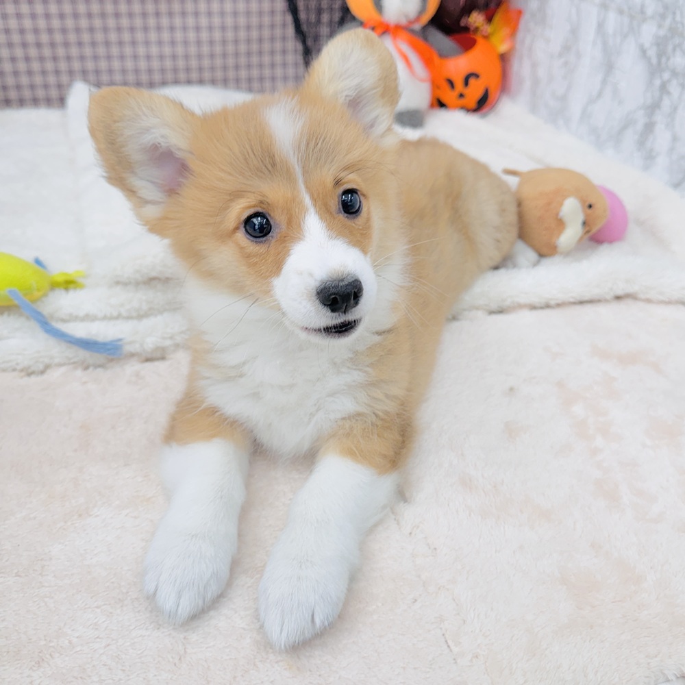 愛知県のウェルシュコーギーペンブローク (犬の家＆猫の里エアポートウォーク店/2025年8月6日生まれ/男の子/セーブルホワイト)の子犬の4枚目の画像