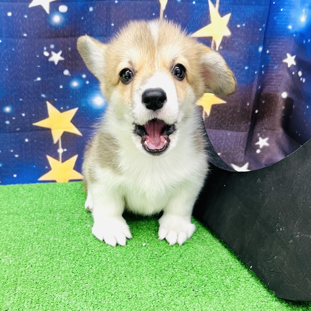 愛知県のウェルシュコーギーペンブローク (犬の家＆猫の里名古屋天白店/2025年8月12日生まれ/男の子/レッドホワイト)の子犬の4枚目の画像