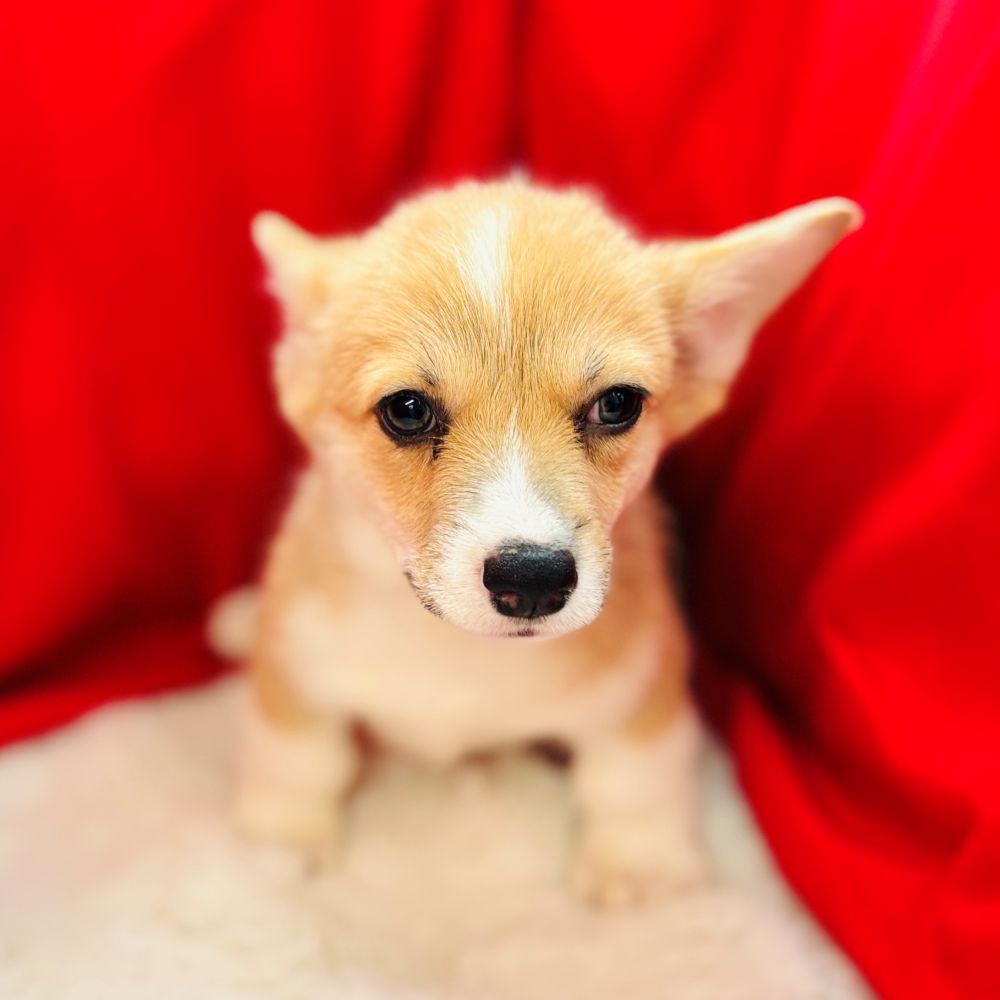 愛知県のウェルシュコーギーペンブローク (犬の家＆猫の里愛知刈谷店/2025年8月12日生まれ/女の子/レッドホワイト)の子犬の4枚目の画像