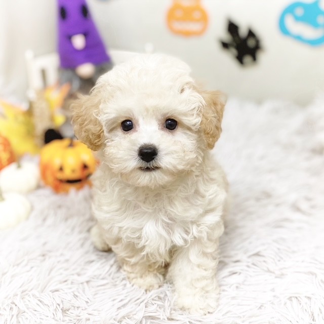 静岡県のビションプー(ビションフリーゼ×プードル) (犬の家＆猫の里藤枝店/2025年8月18日生まれ/男の子/クリーム)の子犬の4枚目の画像