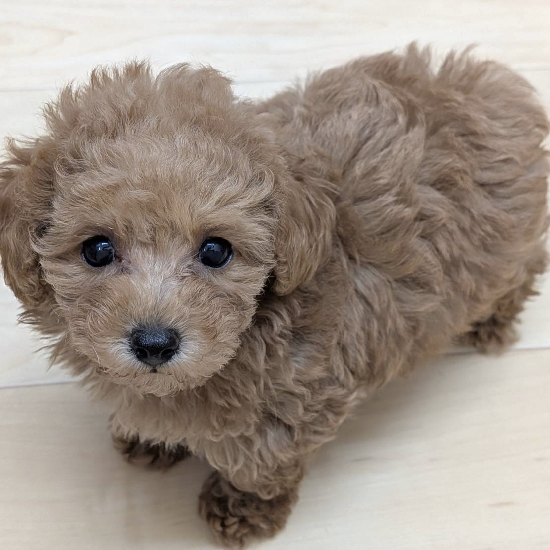 愛知県のトイプードル(トイ) (犬の家＆猫の里七宝店/2025年8月13日生まれ/女の子/レッドフォーン)の子犬の4枚目の画像