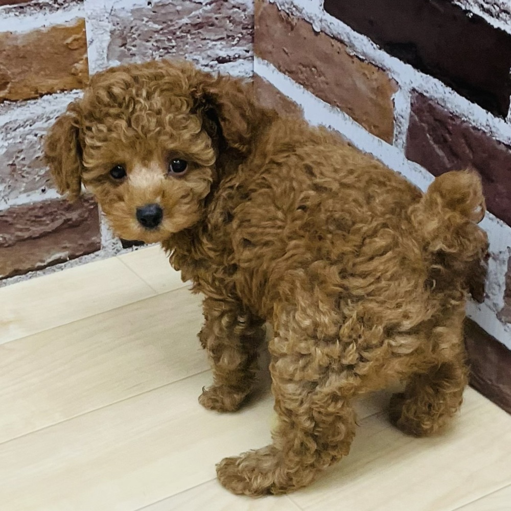 愛知県のトイプードル(トイ) (犬の家＆猫の里七宝店/2025年8月13日生まれ/男の子/レッド)の子犬の4枚目の画像