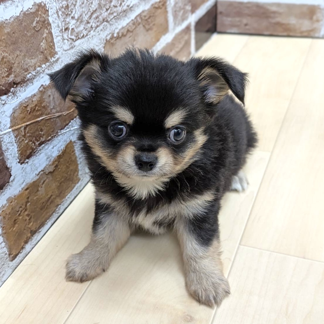 愛知県のチワワ(ロング) (犬の家＆猫の里七宝店/2025年8月12日生まれ/男の子/ブラックタン)の子犬