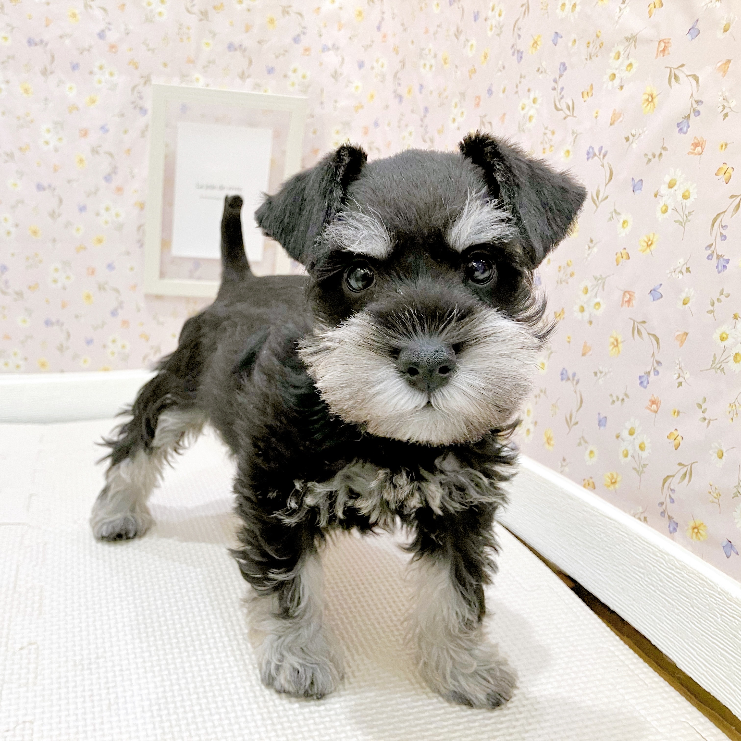 石川県のミニチュアシュナウザー (犬の家＆猫の里金沢店/2025年8月11日生まれ/女の子/ブラックシルバー)の子犬の4枚目の画像