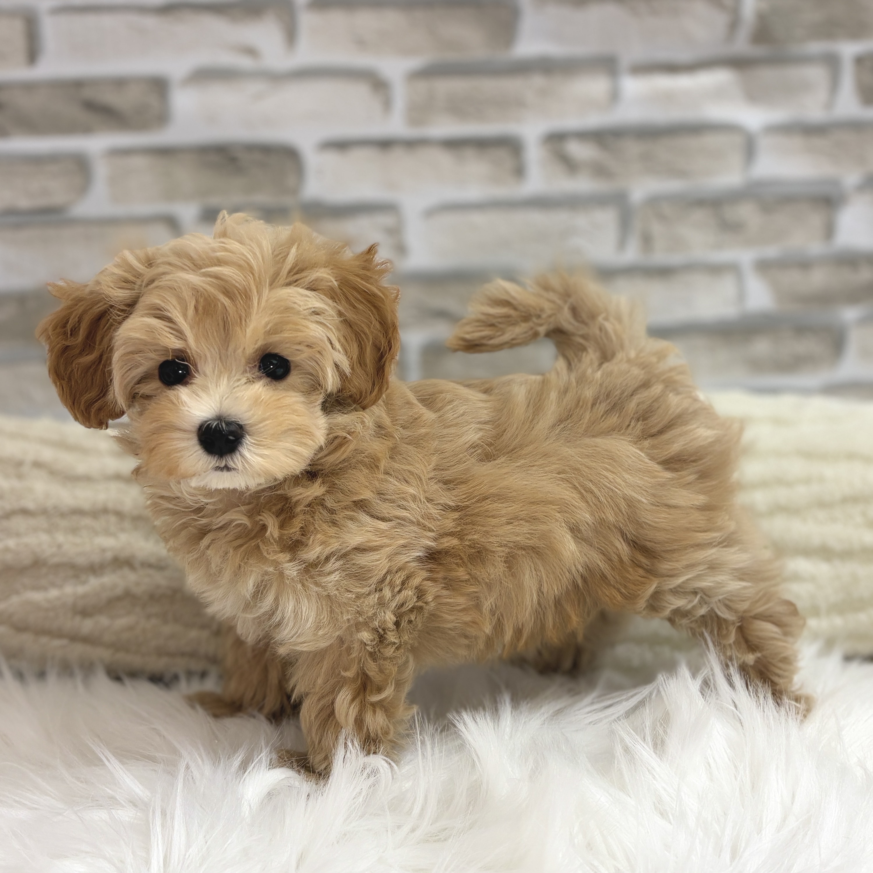 神奈川県のマルプー(マルチーズ×プードル) (犬の家＆猫の里モザイクモール港北店/2025年9月7日生まれ/男の子/アプリコット)の子犬の4枚目の画像