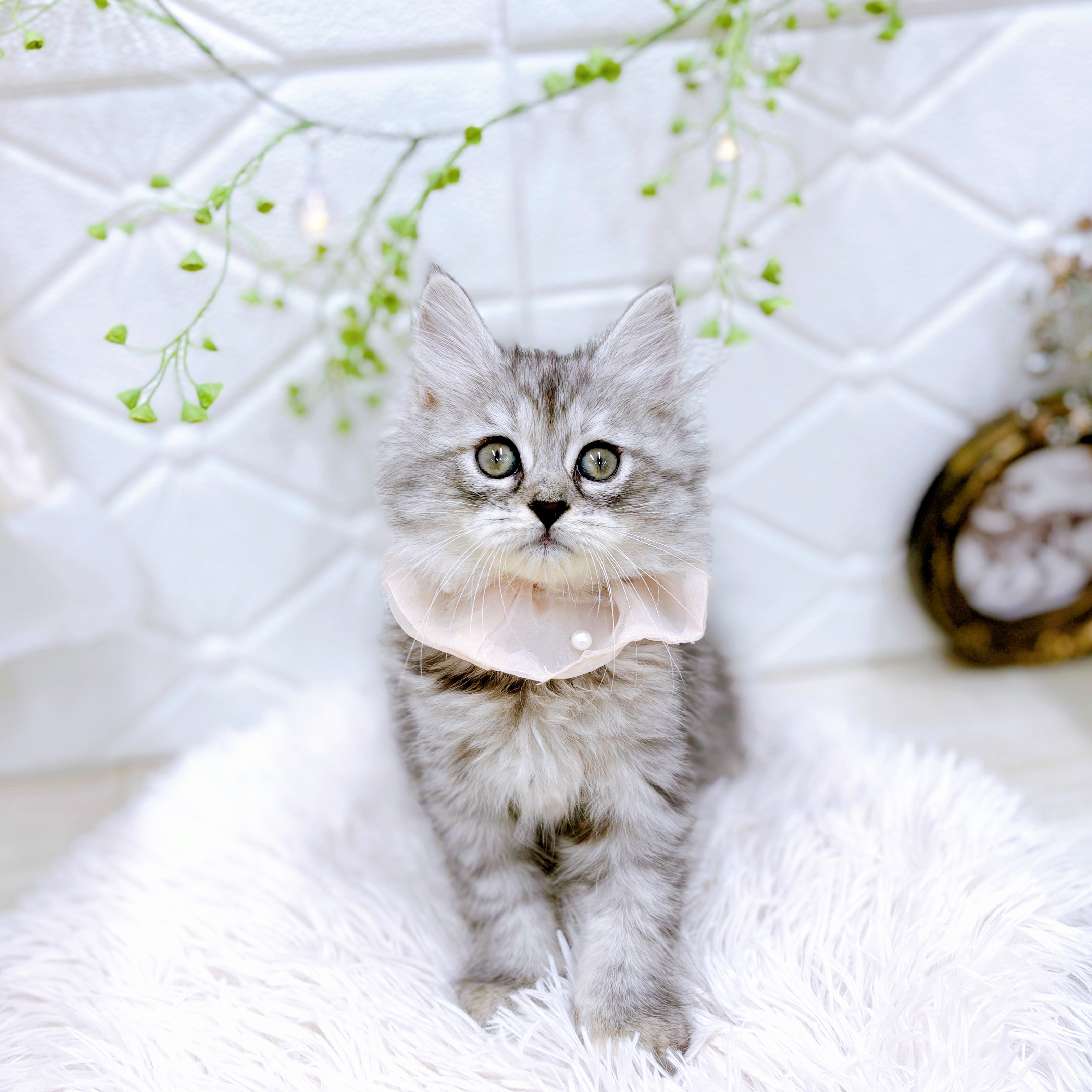 福井県のサイベリアン (犬の家＆猫の里アミーゴ福井店/2025年8月8日生まれ/女の子/シルバーパッチドタビーホワイト)の子猫