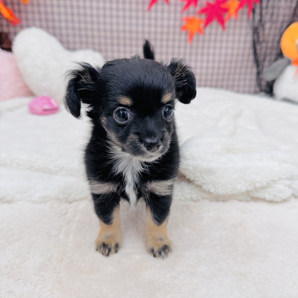 愛知県のチワックス(チワワ×ダックス) (犬の家＆猫の里エアポートウォーク店/2025年8月12日生まれ/女の子/ブラックタン)の子犬の4枚目の画像