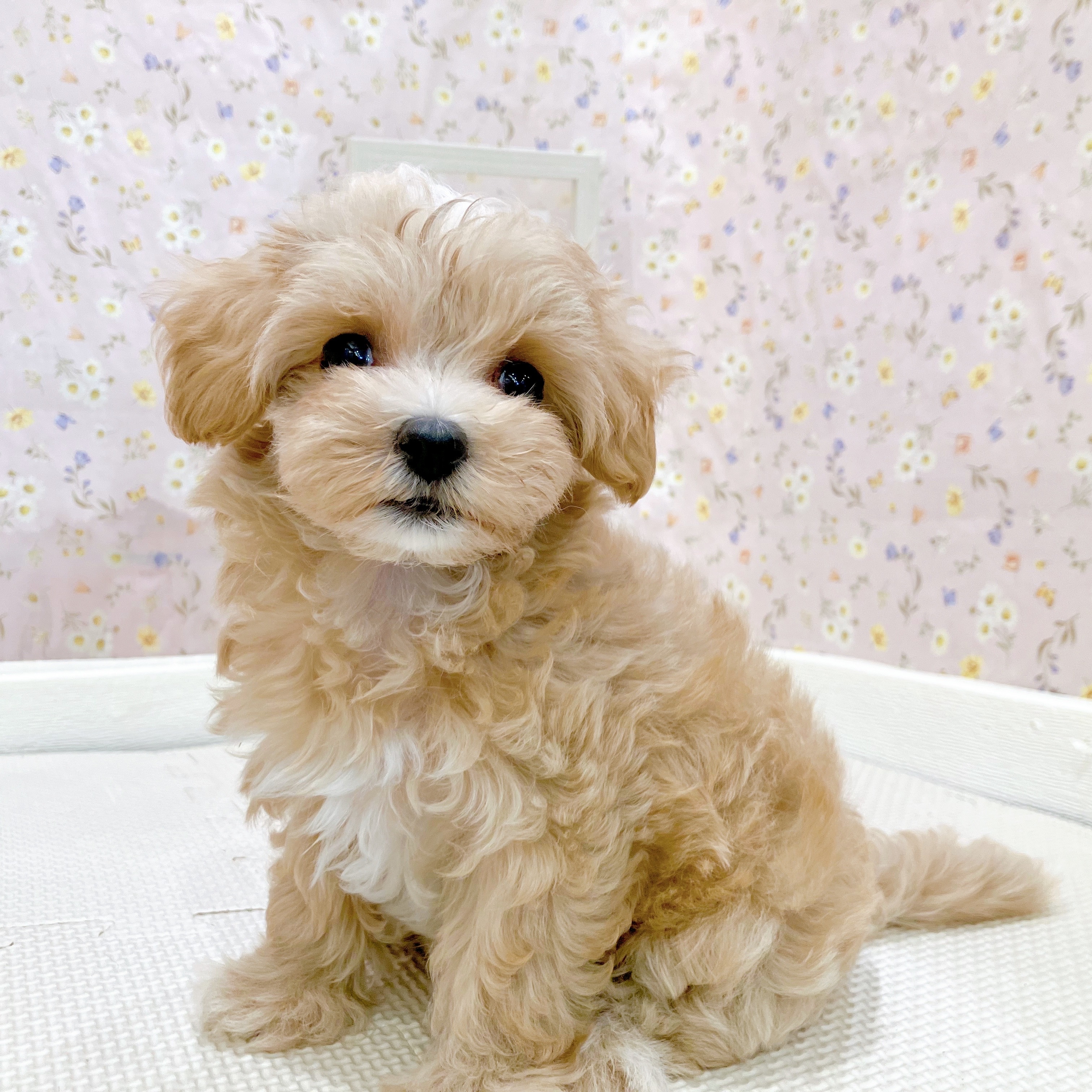 石川県のマルプー(マルチーズ×プードル) (犬の家＆猫の里金沢店/2025年8月11日生まれ/女の子/アプリコット)の子犬の4枚目の画像