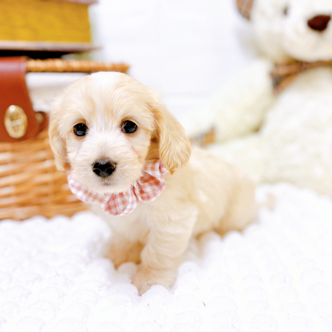 滋賀県のマルックス(マルチーズ×ダックス) (犬の家＆猫の里近江八幡店/2025年8月12日生まれ/女の子/クリームホワイト)の子犬の4枚目の画像